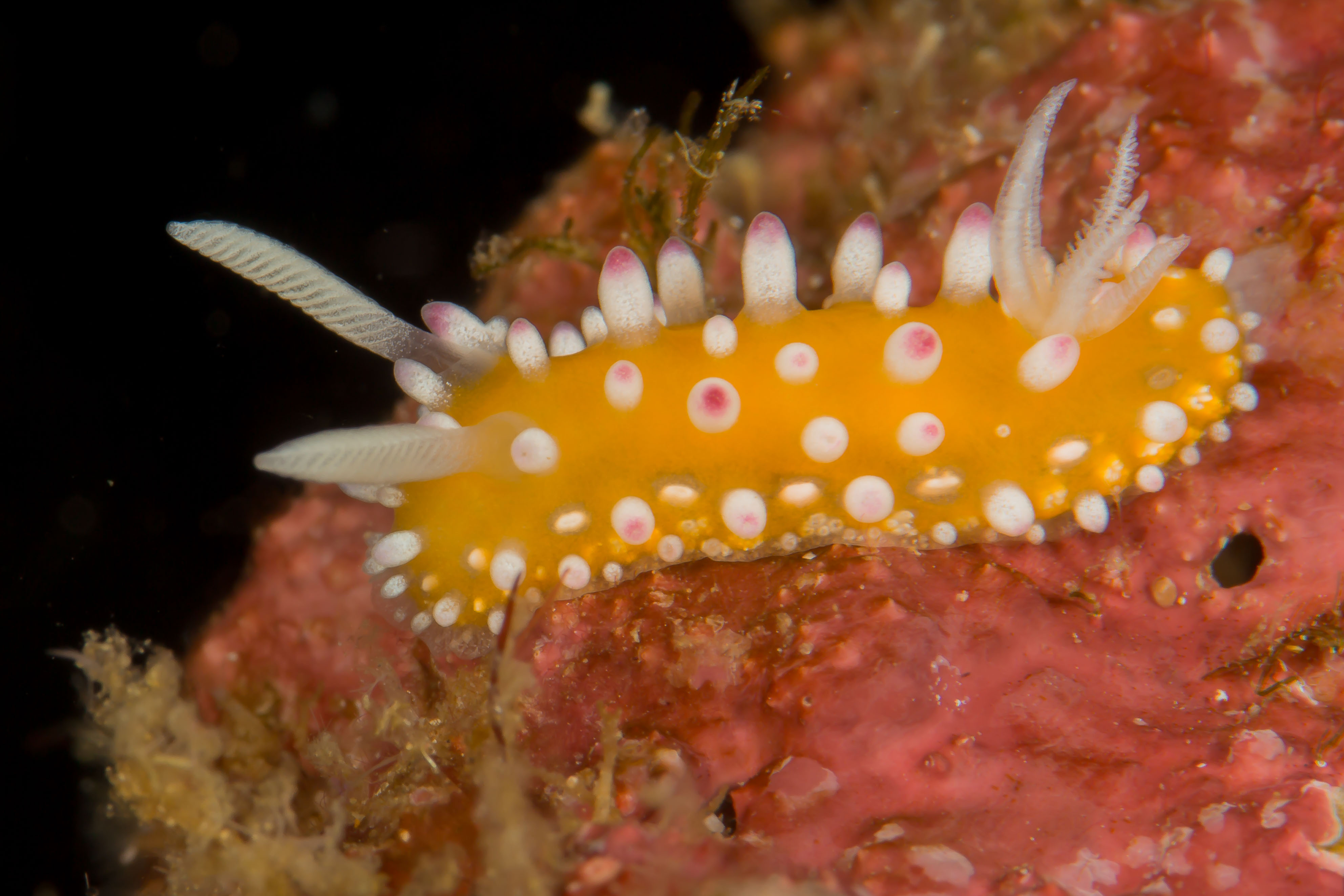 CADLINELLA ORNATISSIMA