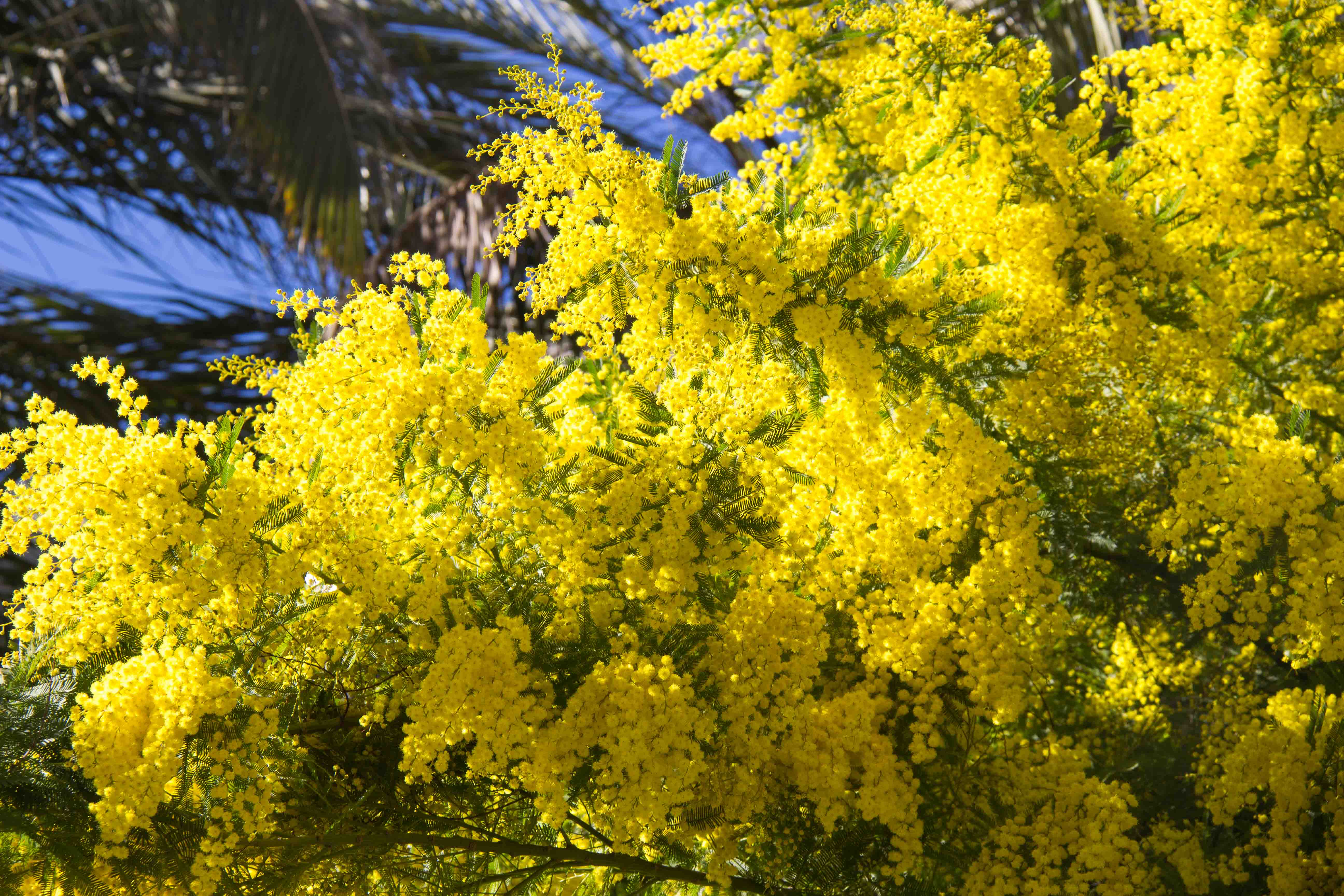 MIMOSA