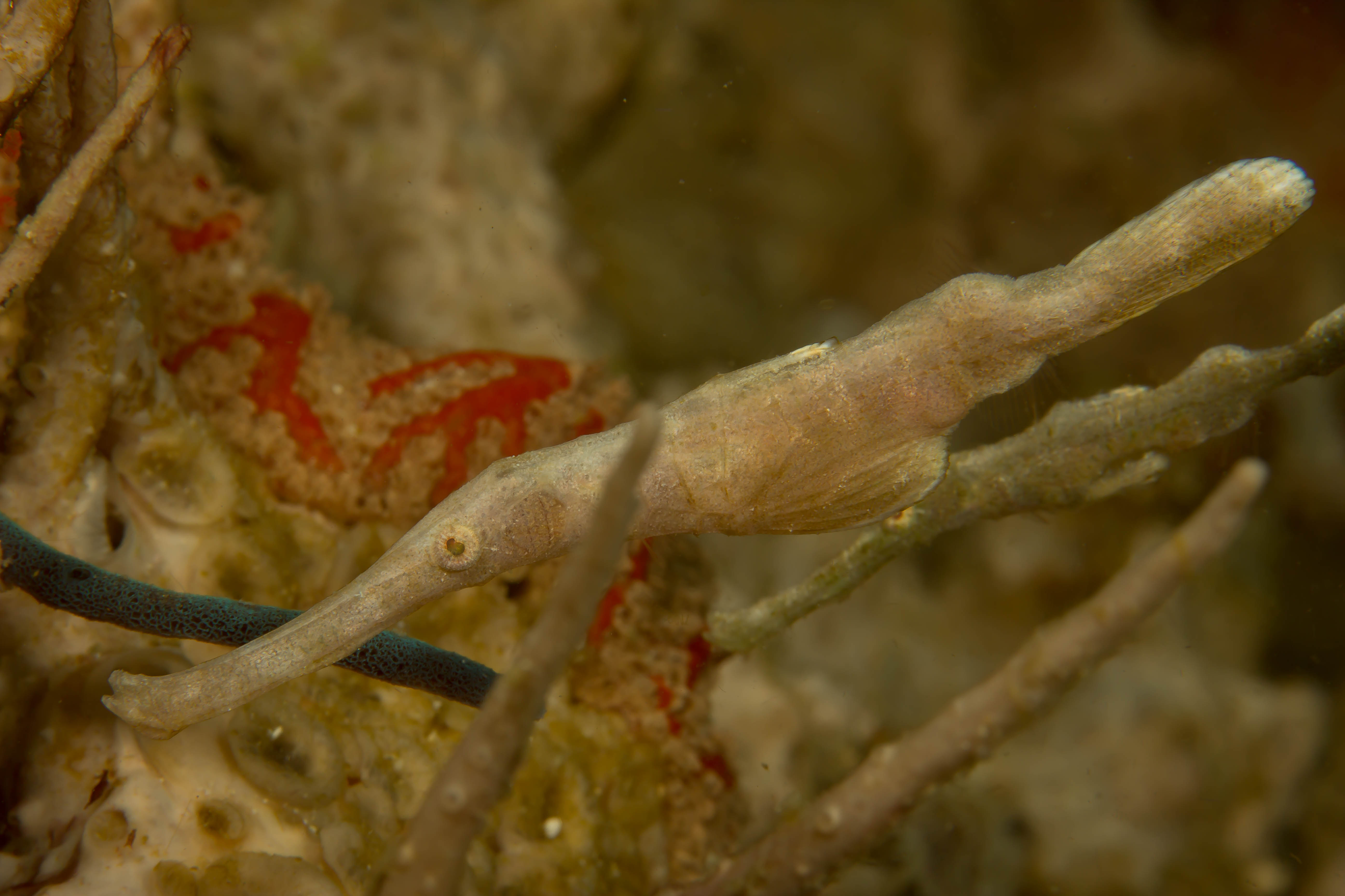 SOLENOSTOMUS SP