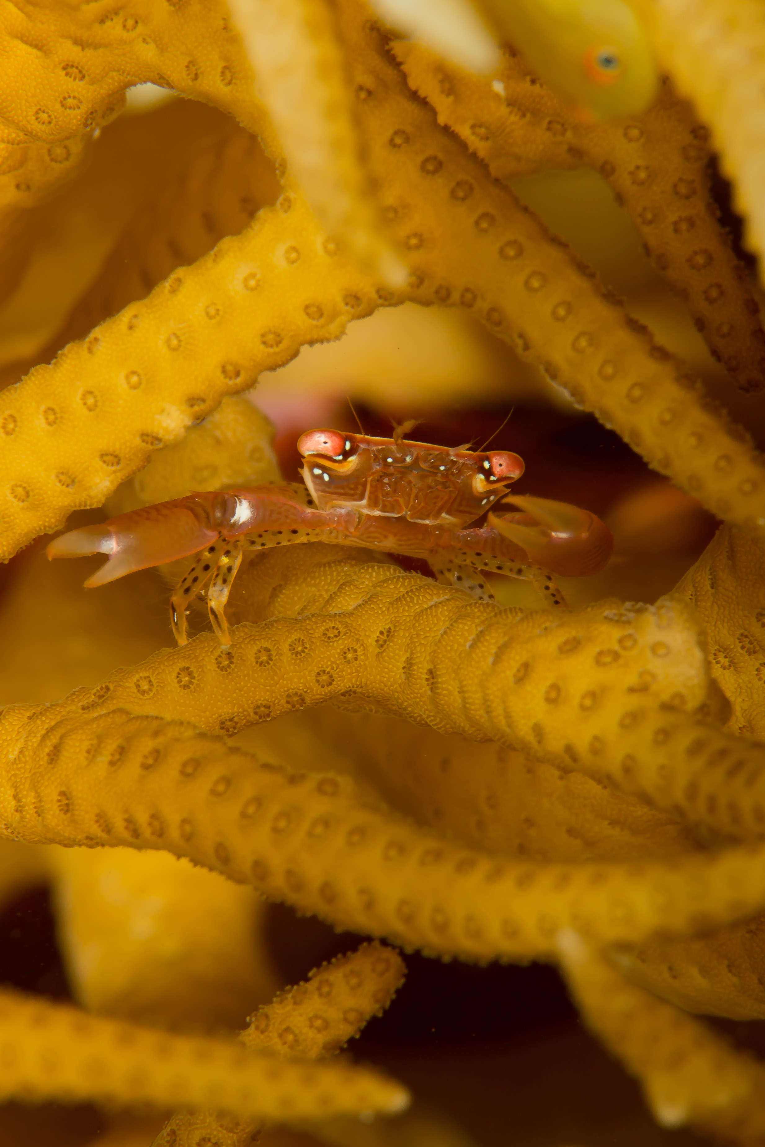 TRAPEZIA GUTTATA
