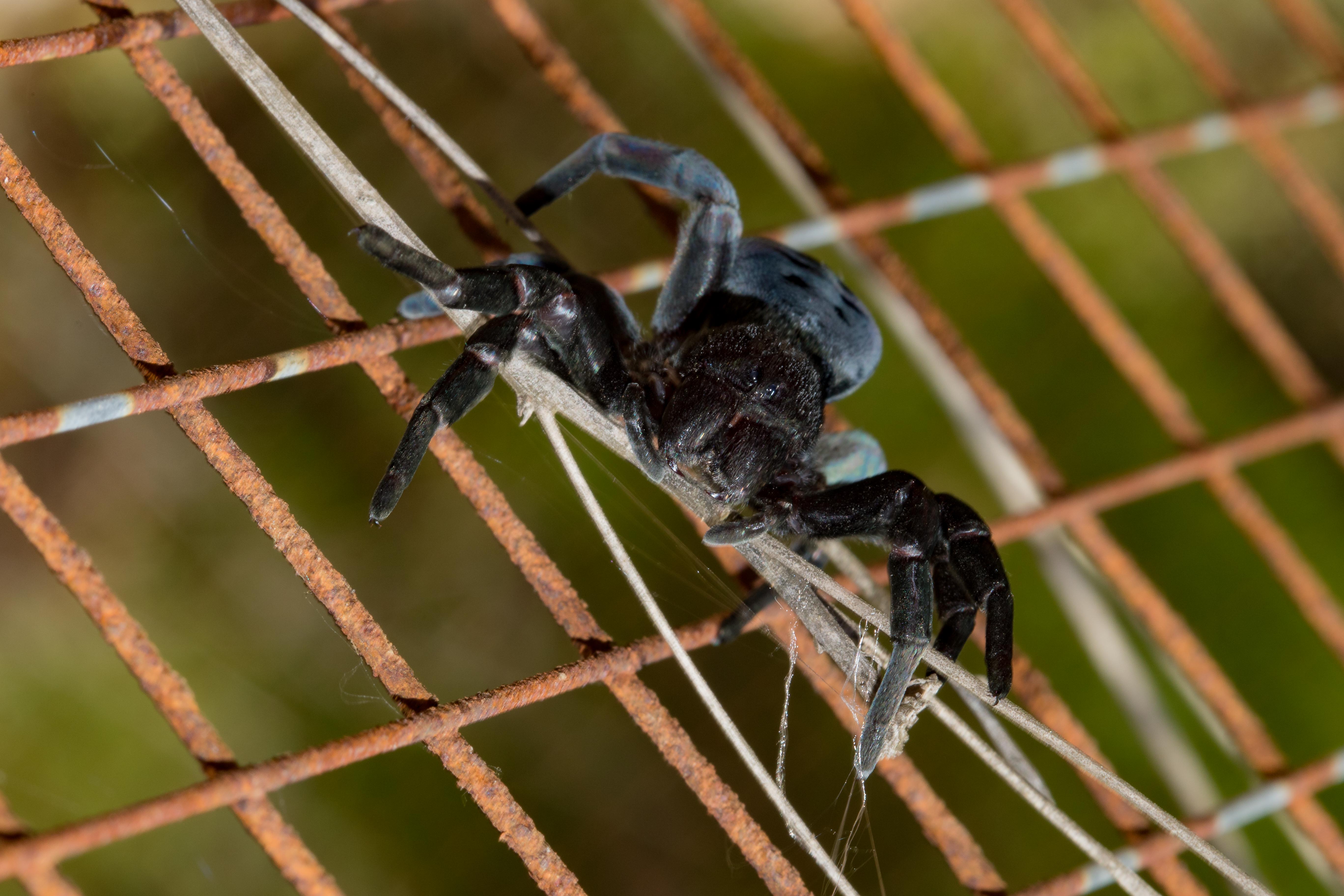 ERESUS KOLLARI