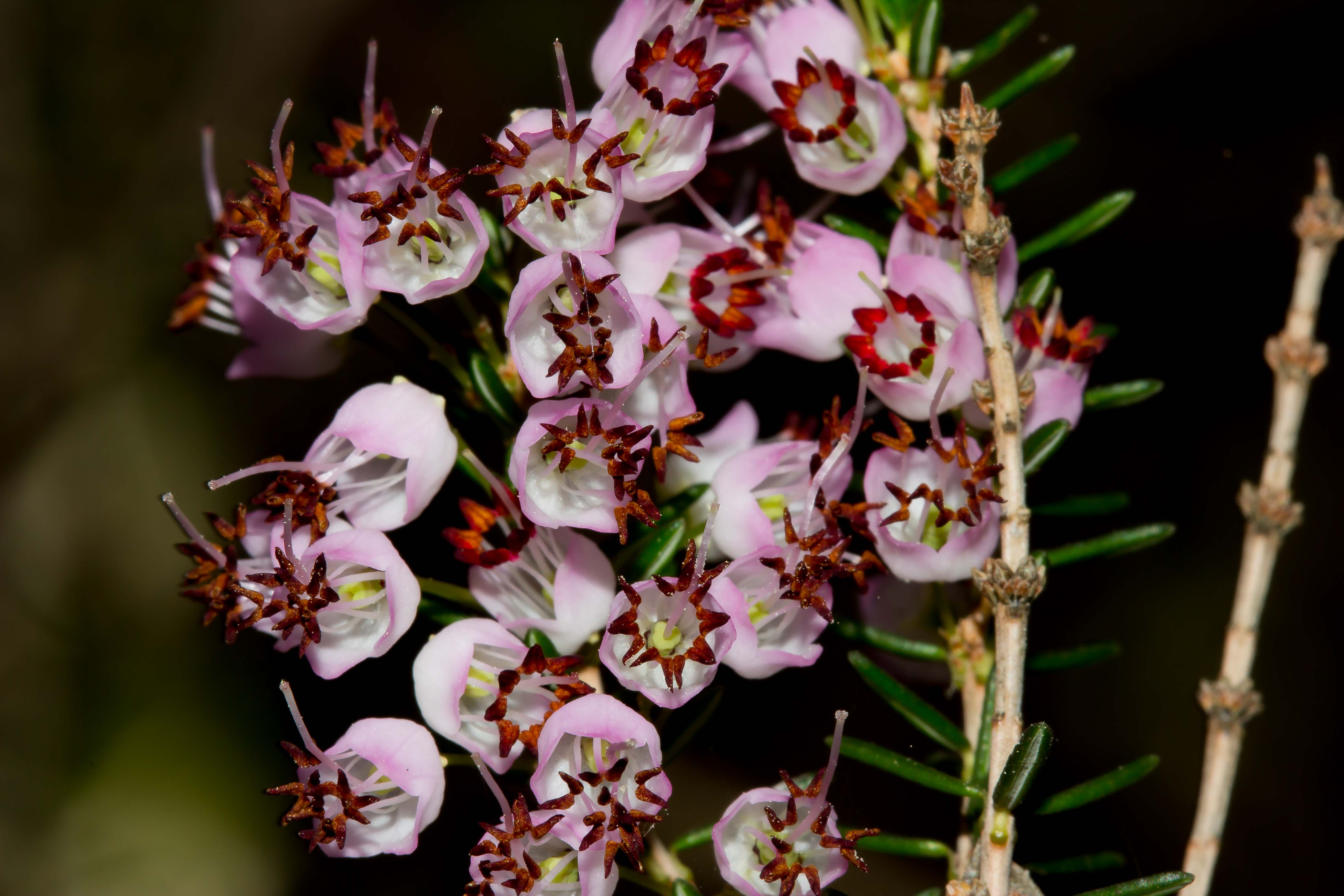 HEATHER FLOWERS