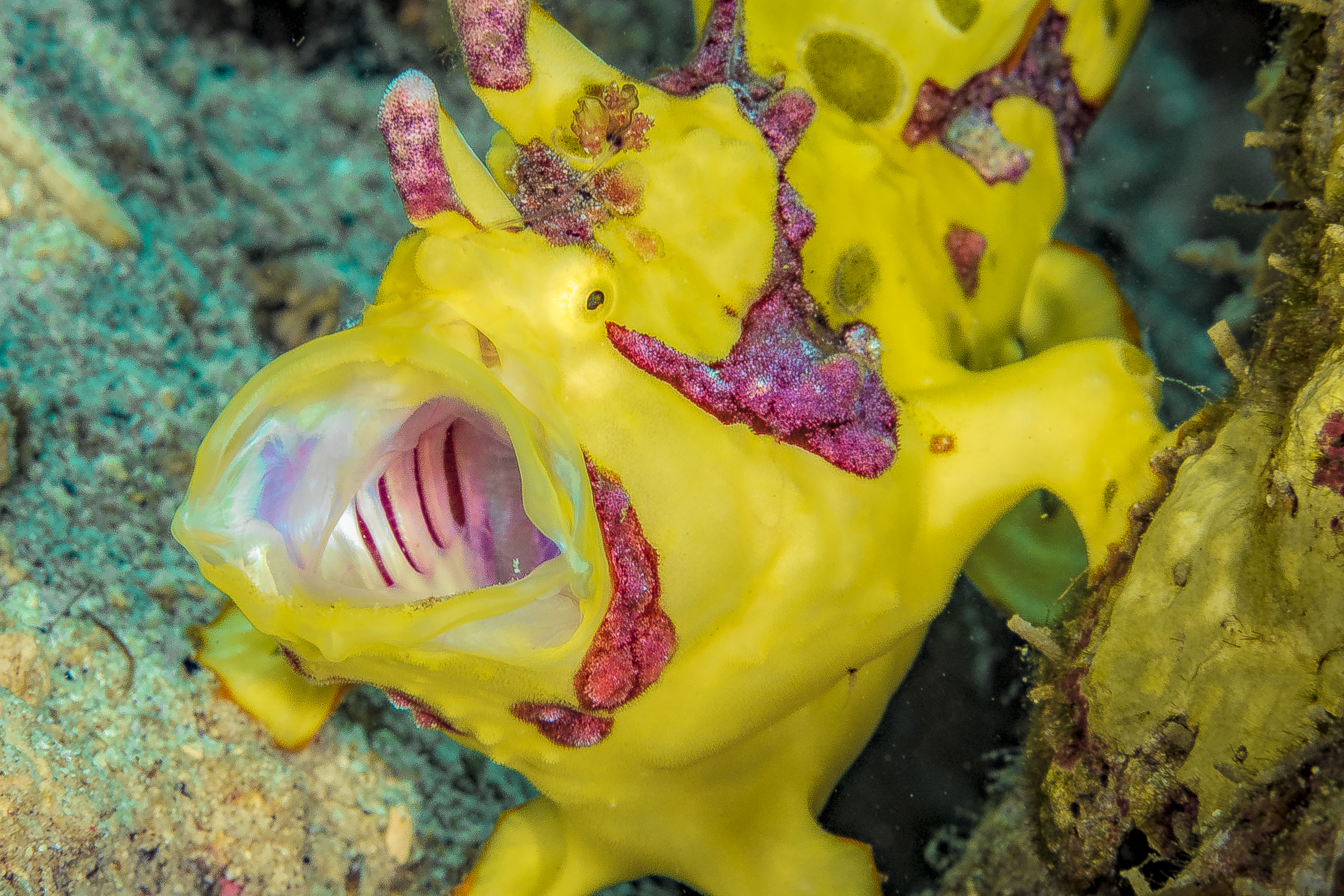 ANTENNARIUS MACULATUS