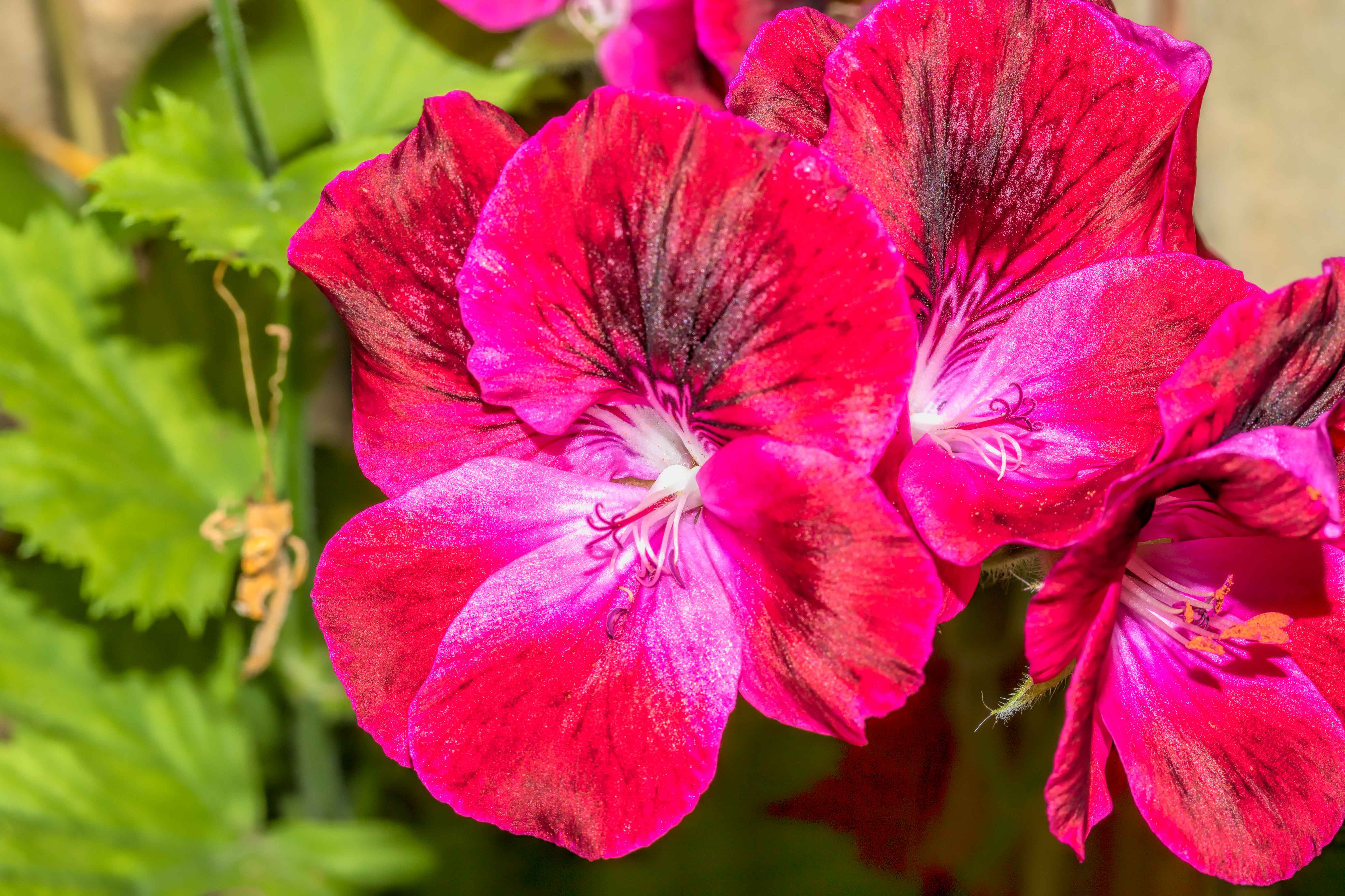 REGAL PELARGONIUM