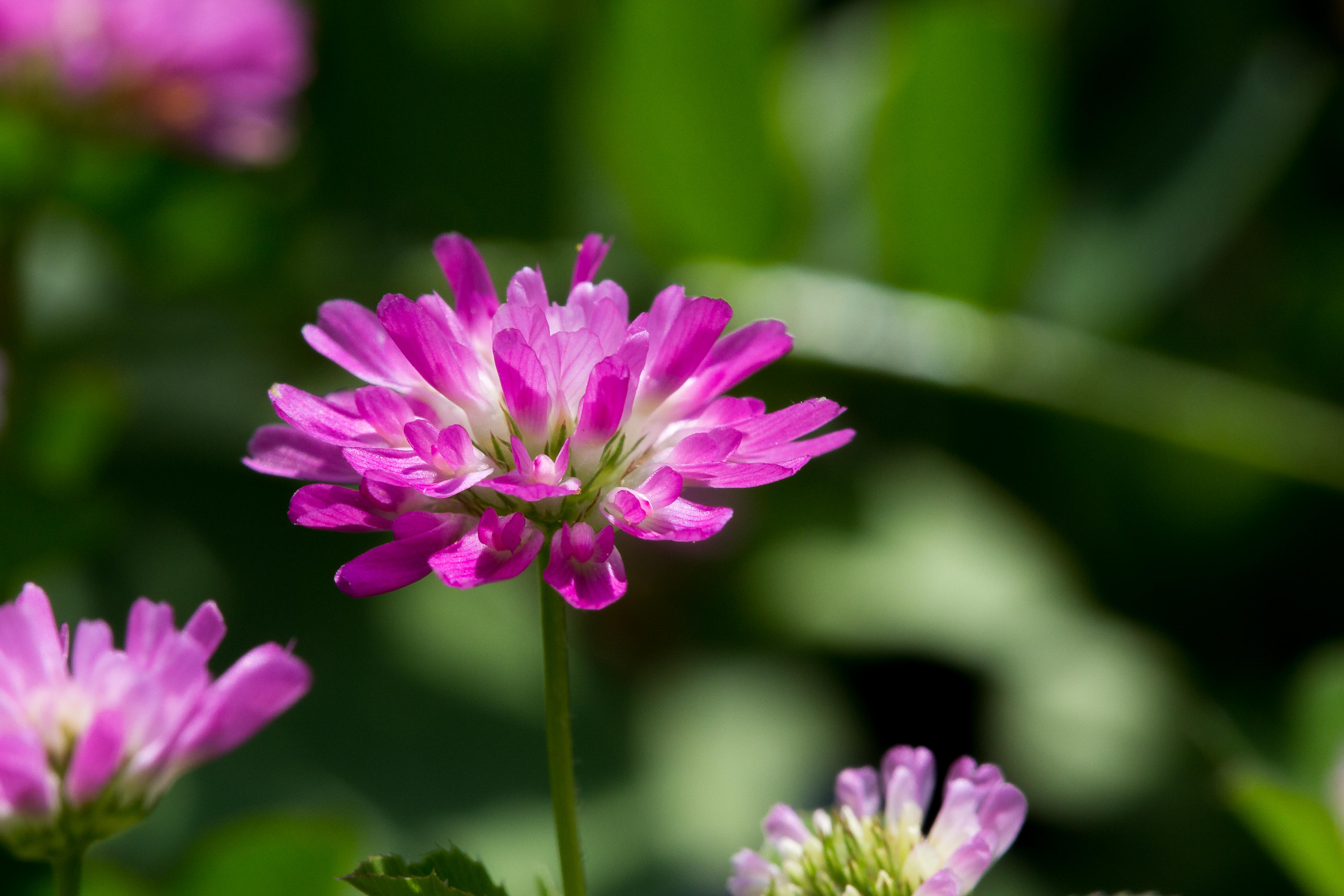 TRIFOLIUM PRATENSE