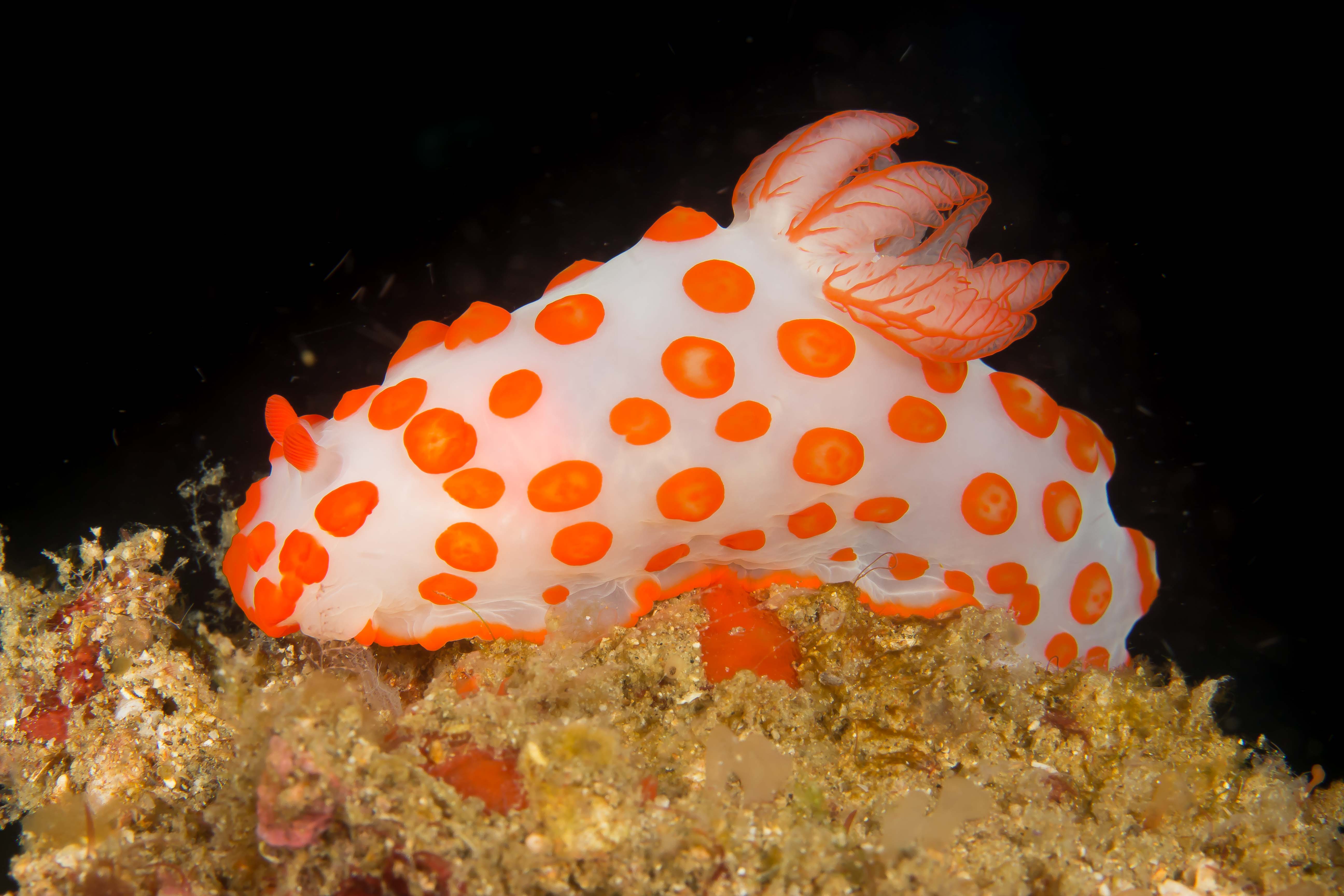GYMNODORIS IMPUDICA