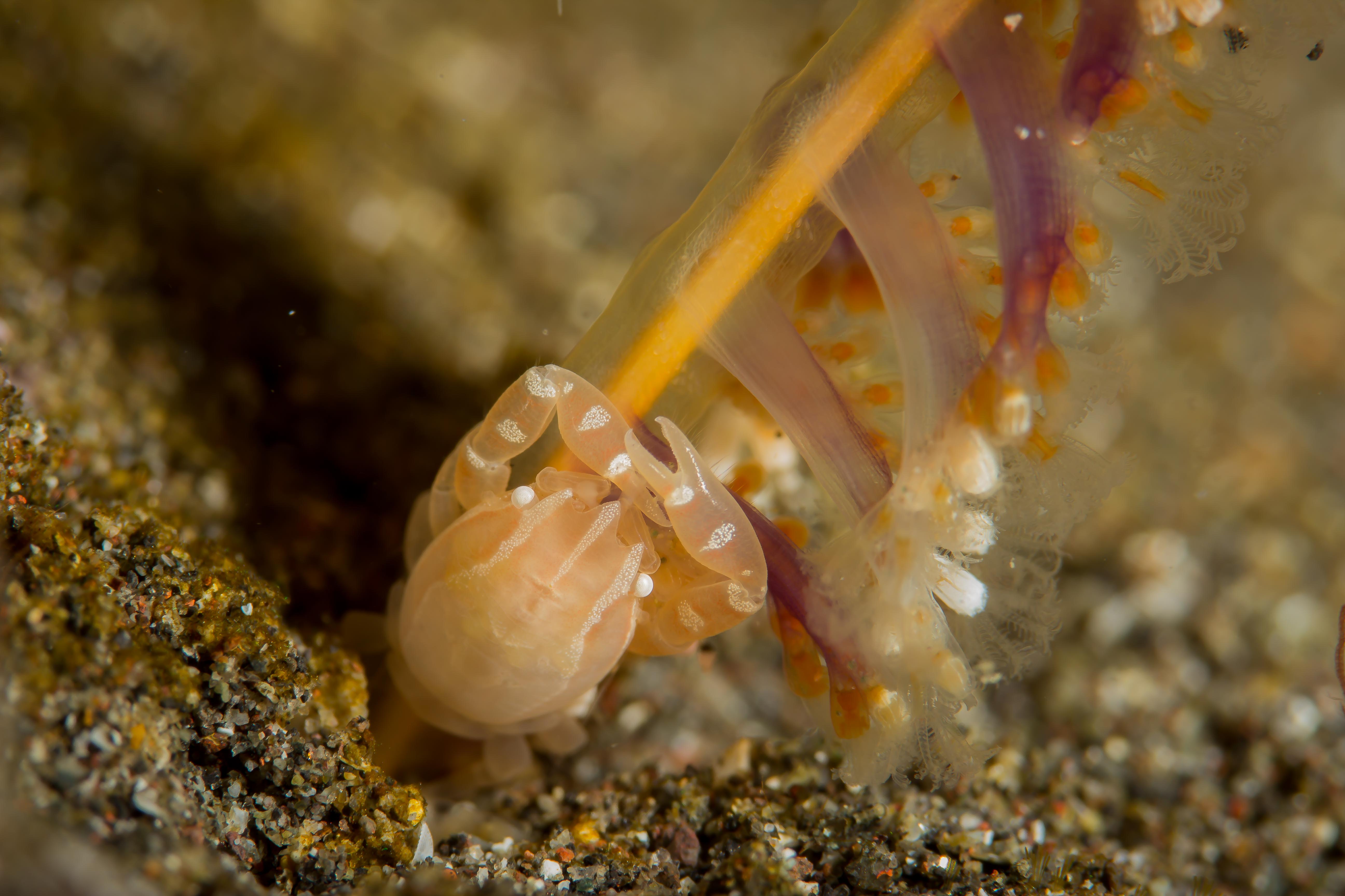 PORCELLANELLA HAIGAE