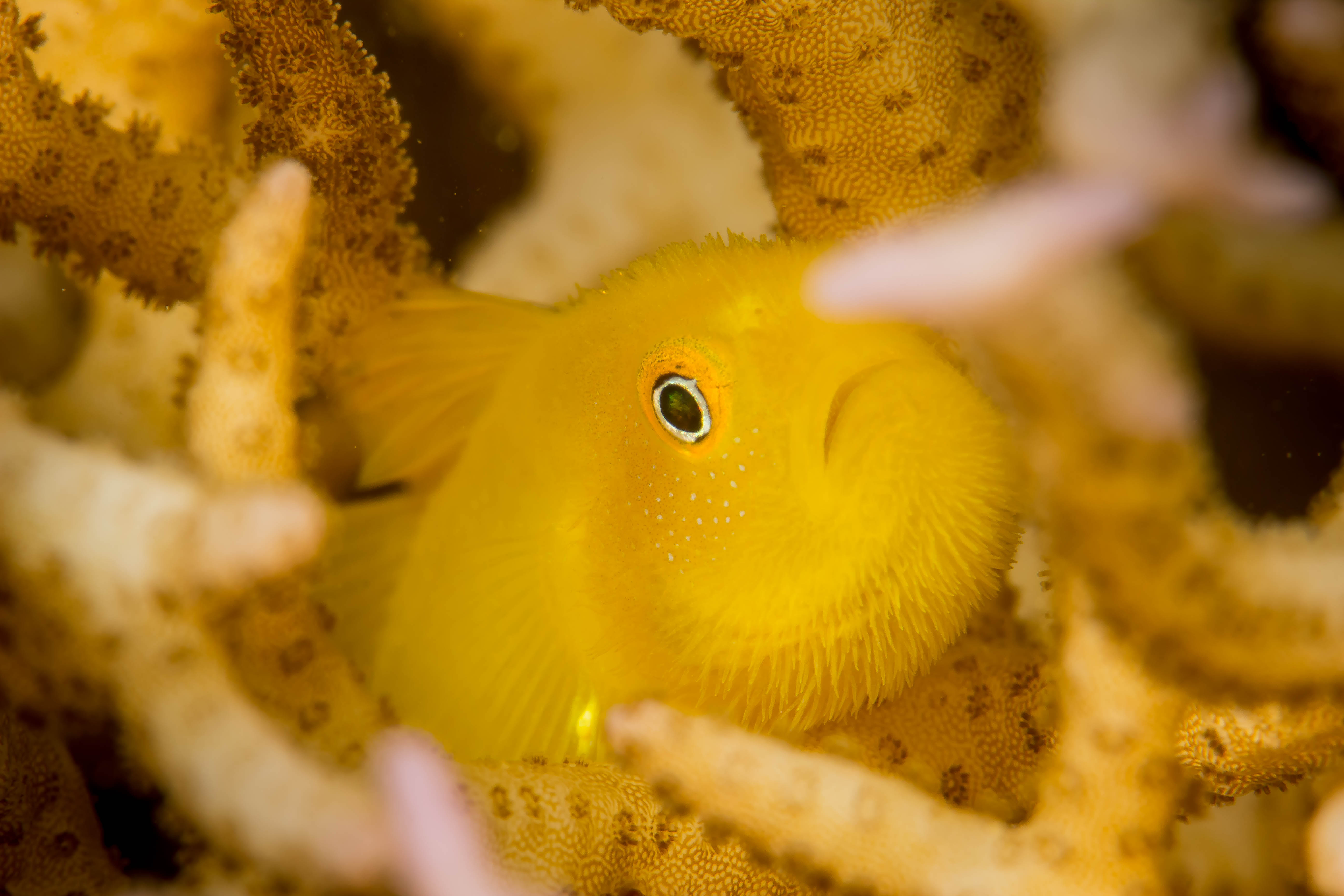 PARAGOBIODON XANTHOSOMA