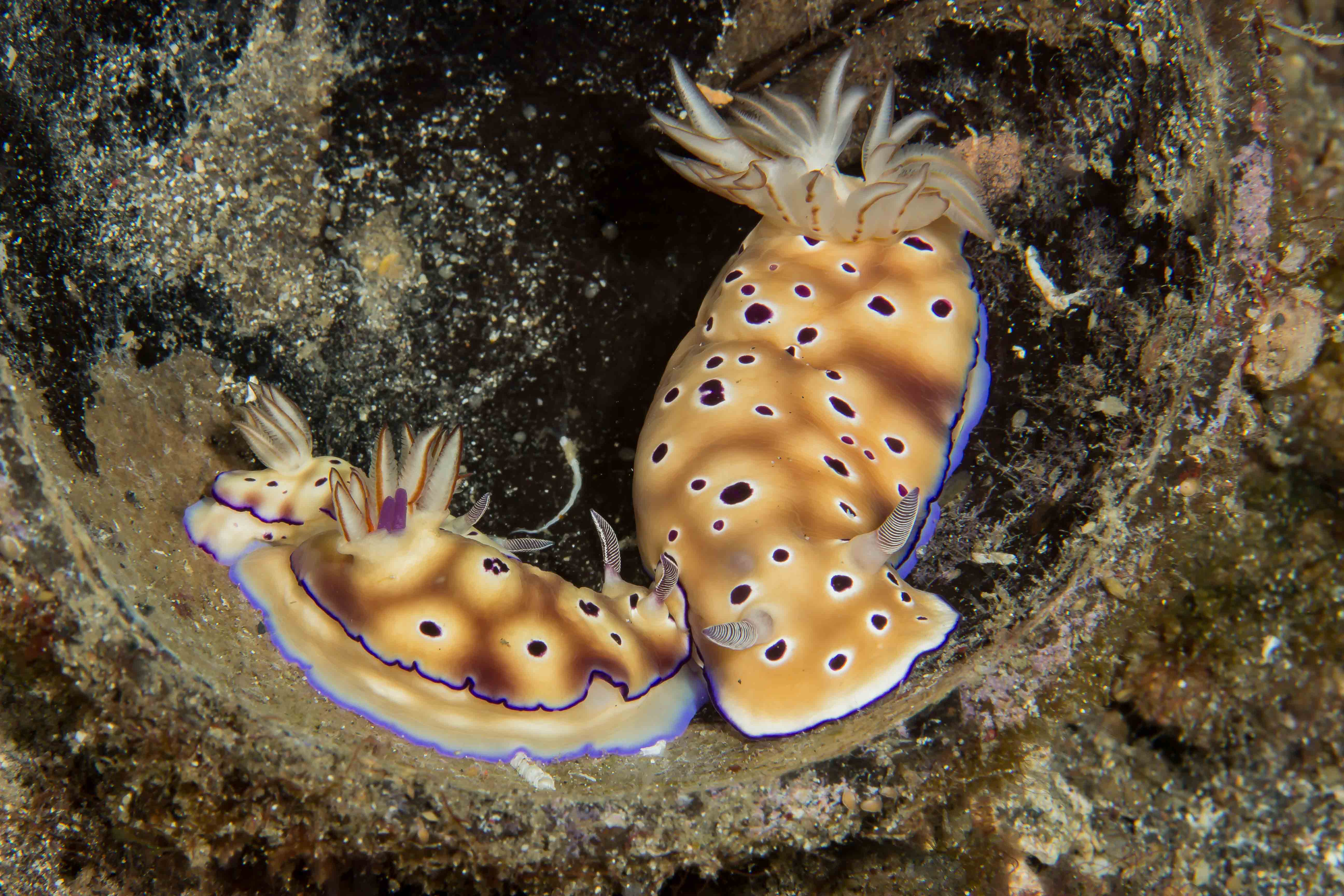 HYPSELODORIS TRYONI