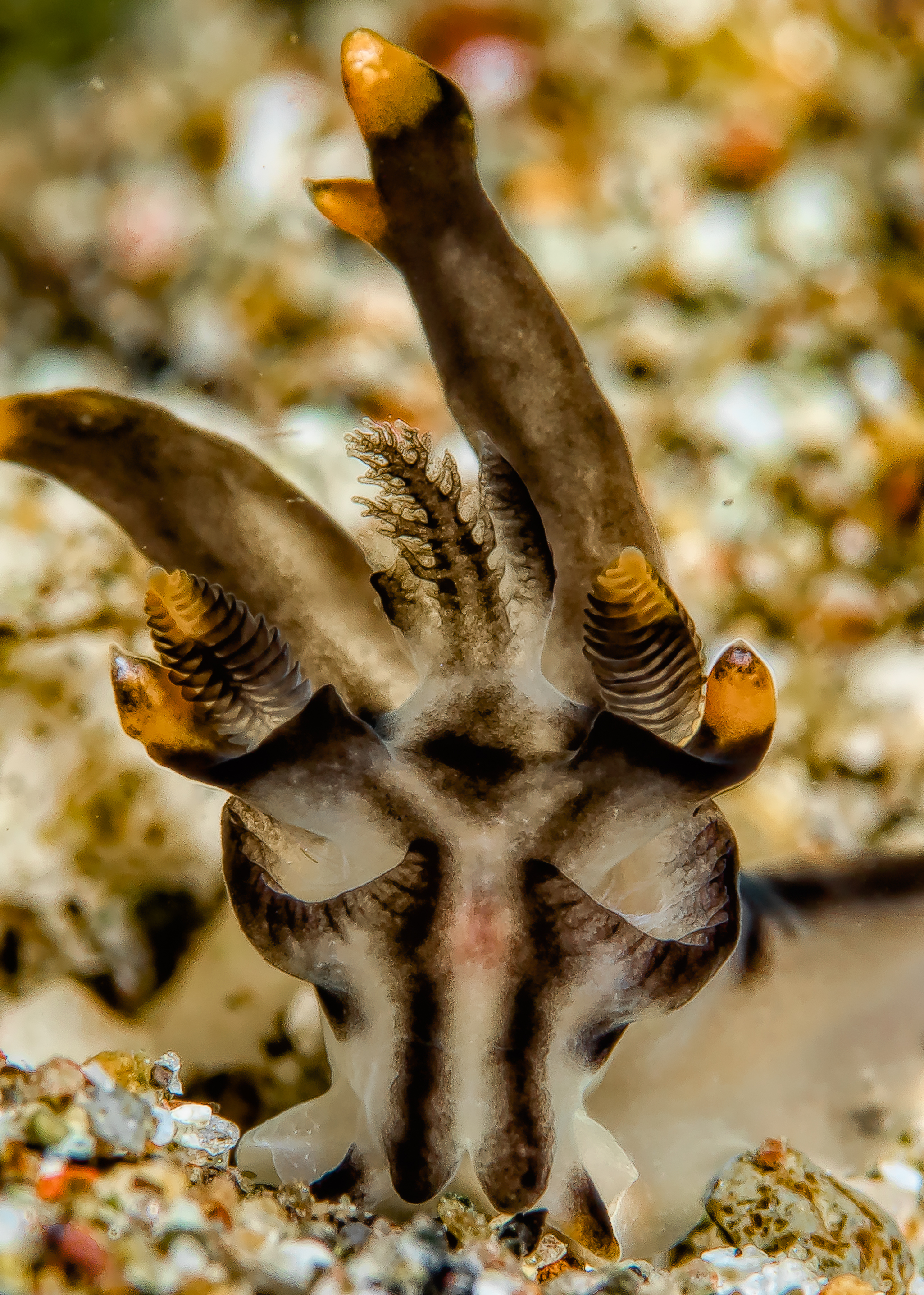 THECACERA PICTA