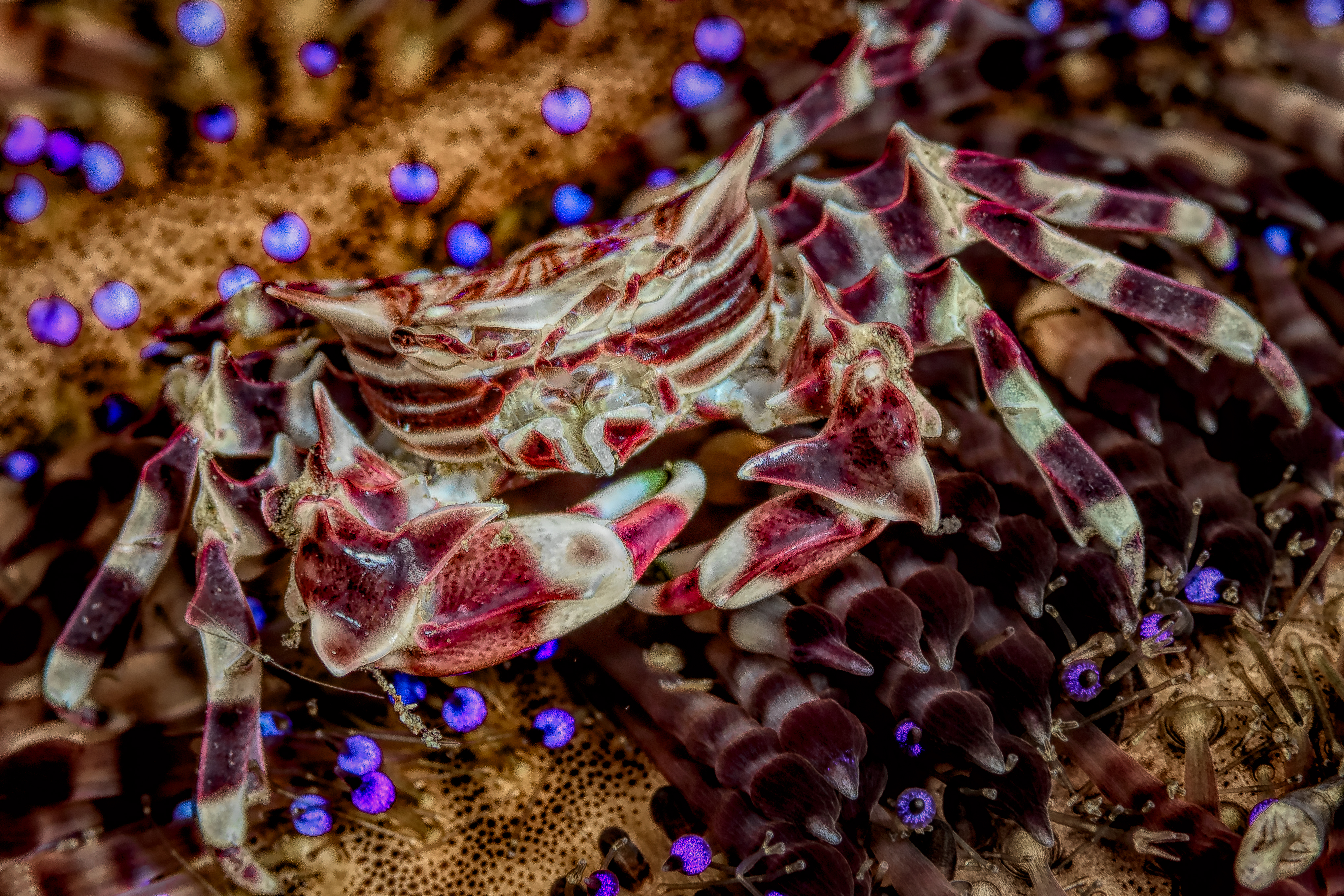 ZEBRIDA ADAMSII