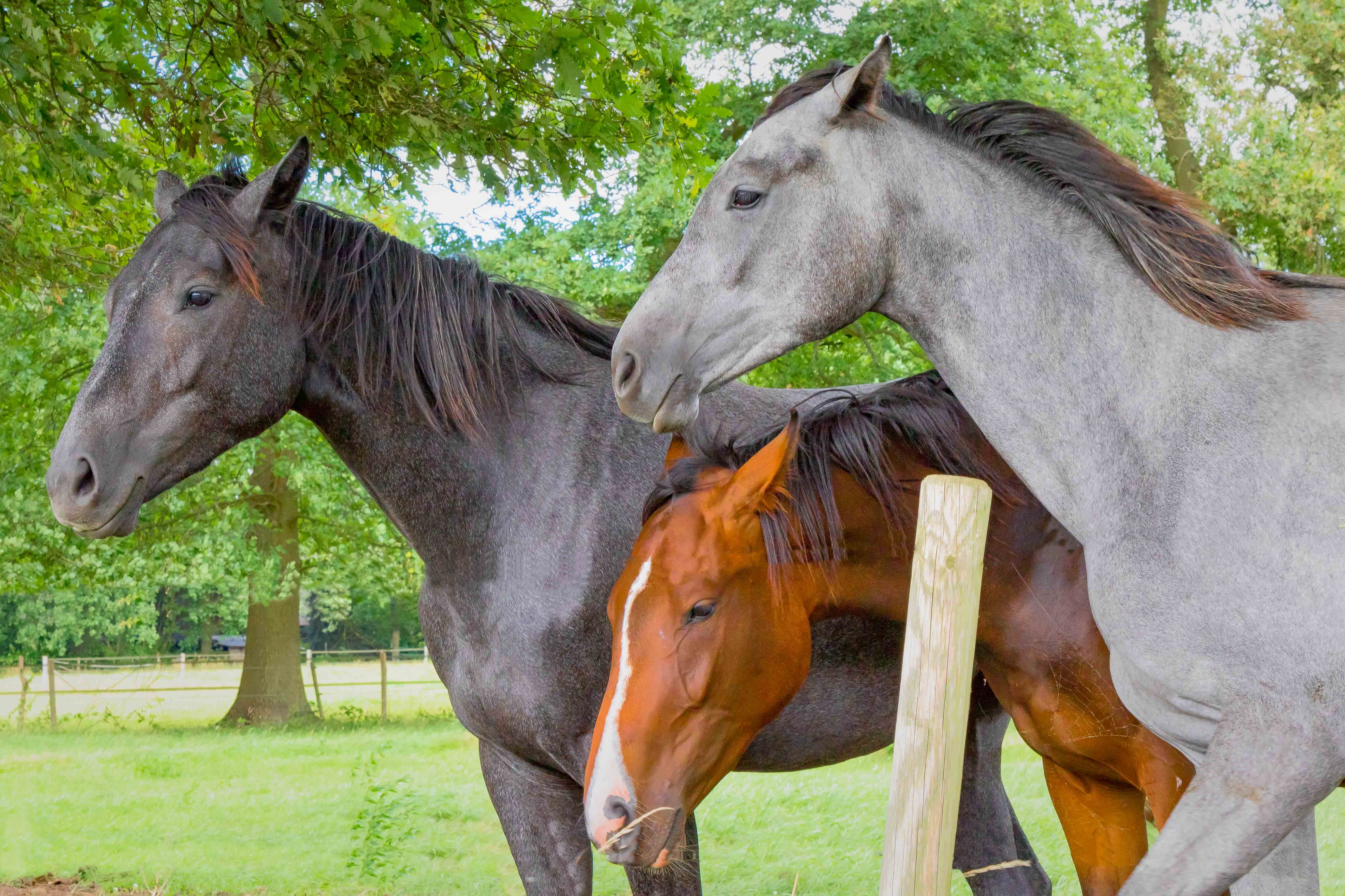 HORSES