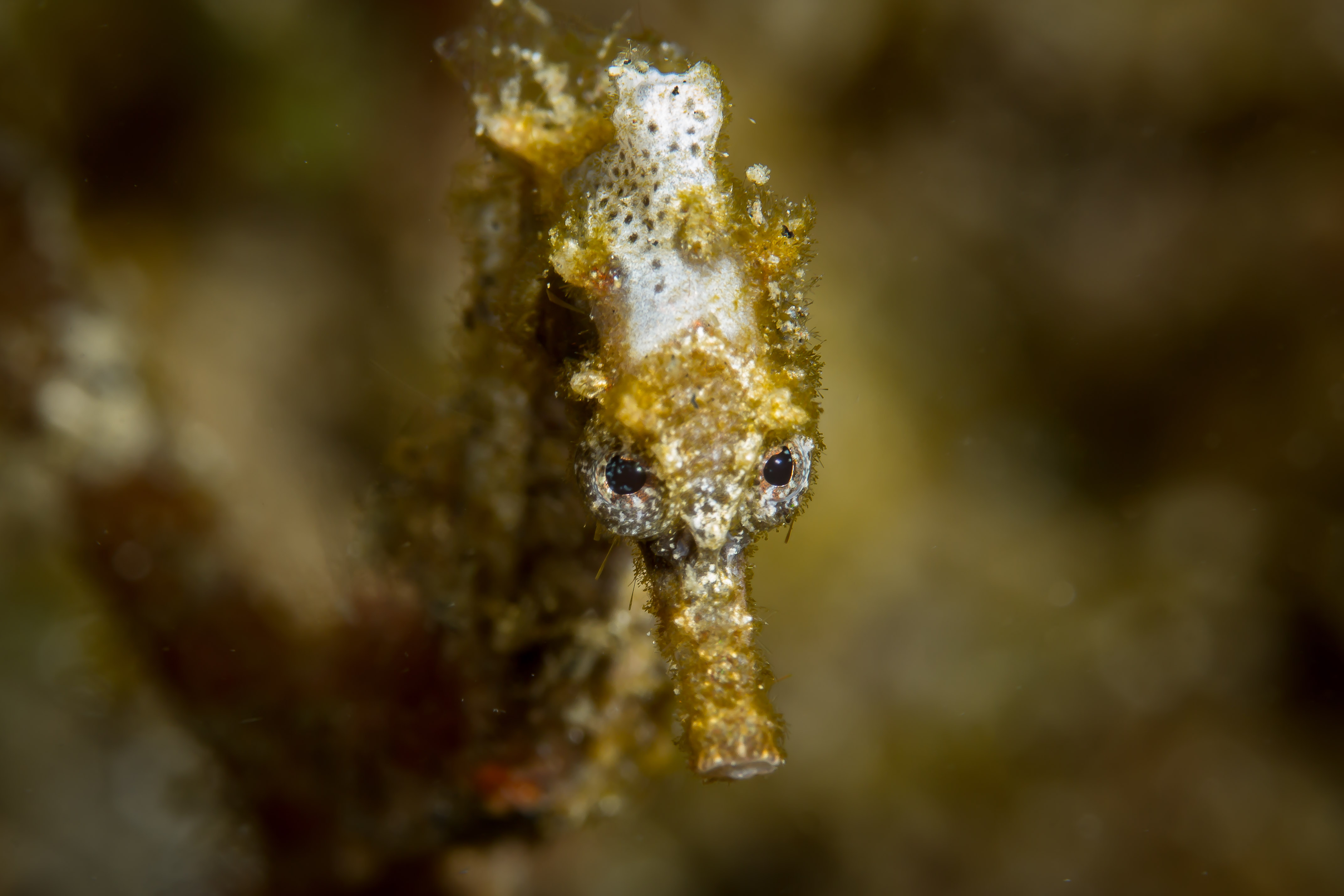 HIPPOCAMPUS KUDA