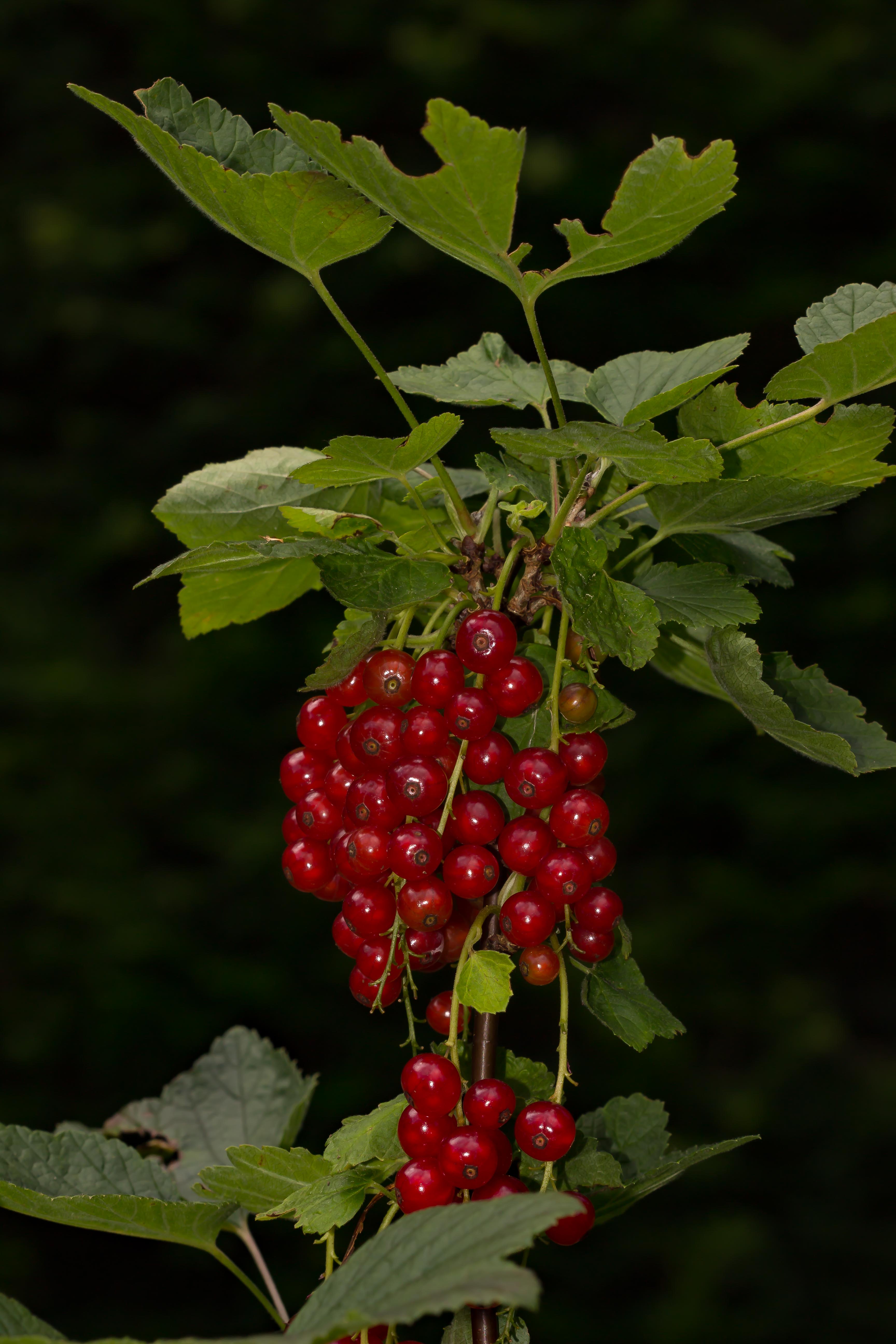 RIBES RUBRUM