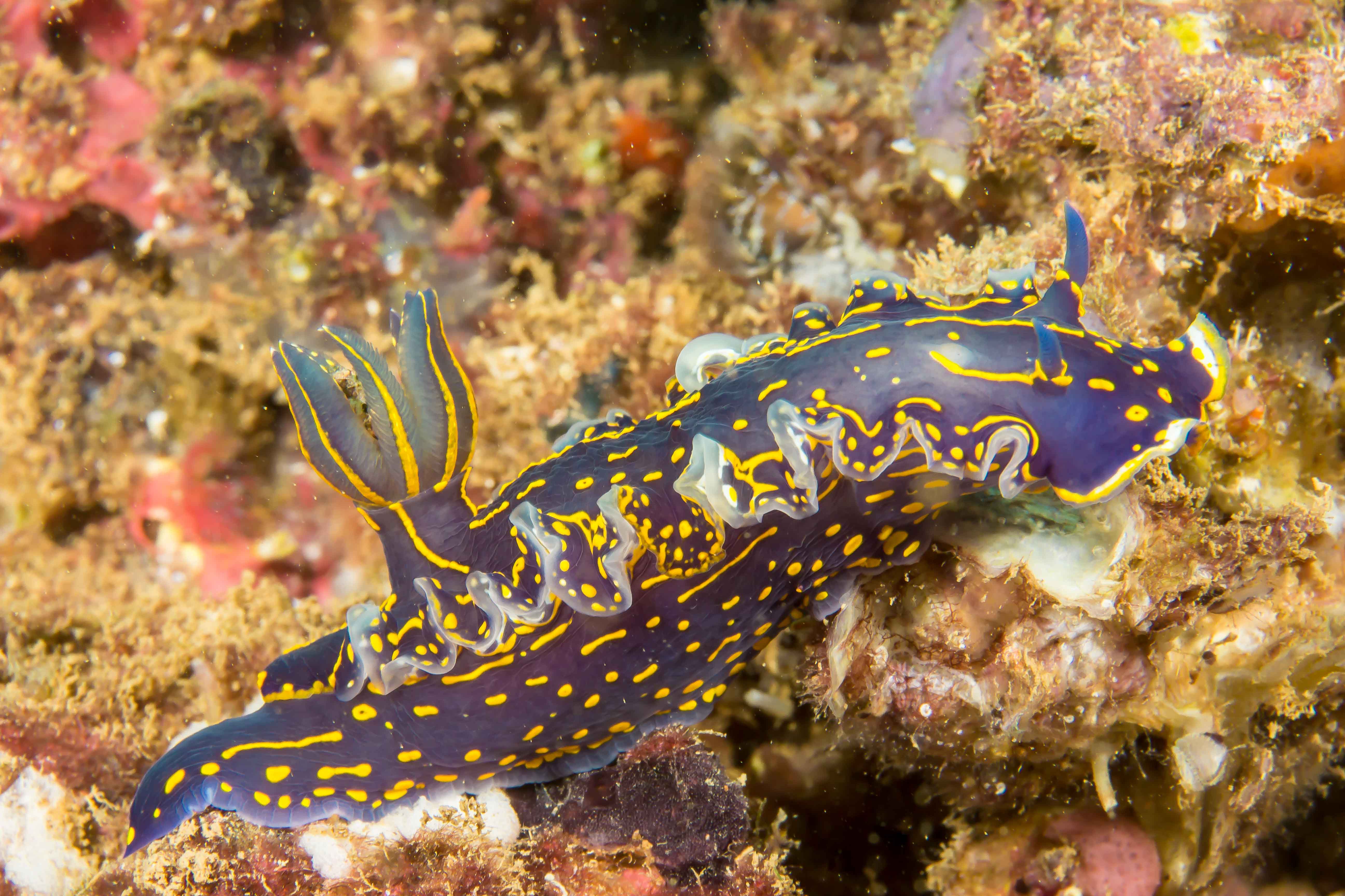FELIMARE PICTA