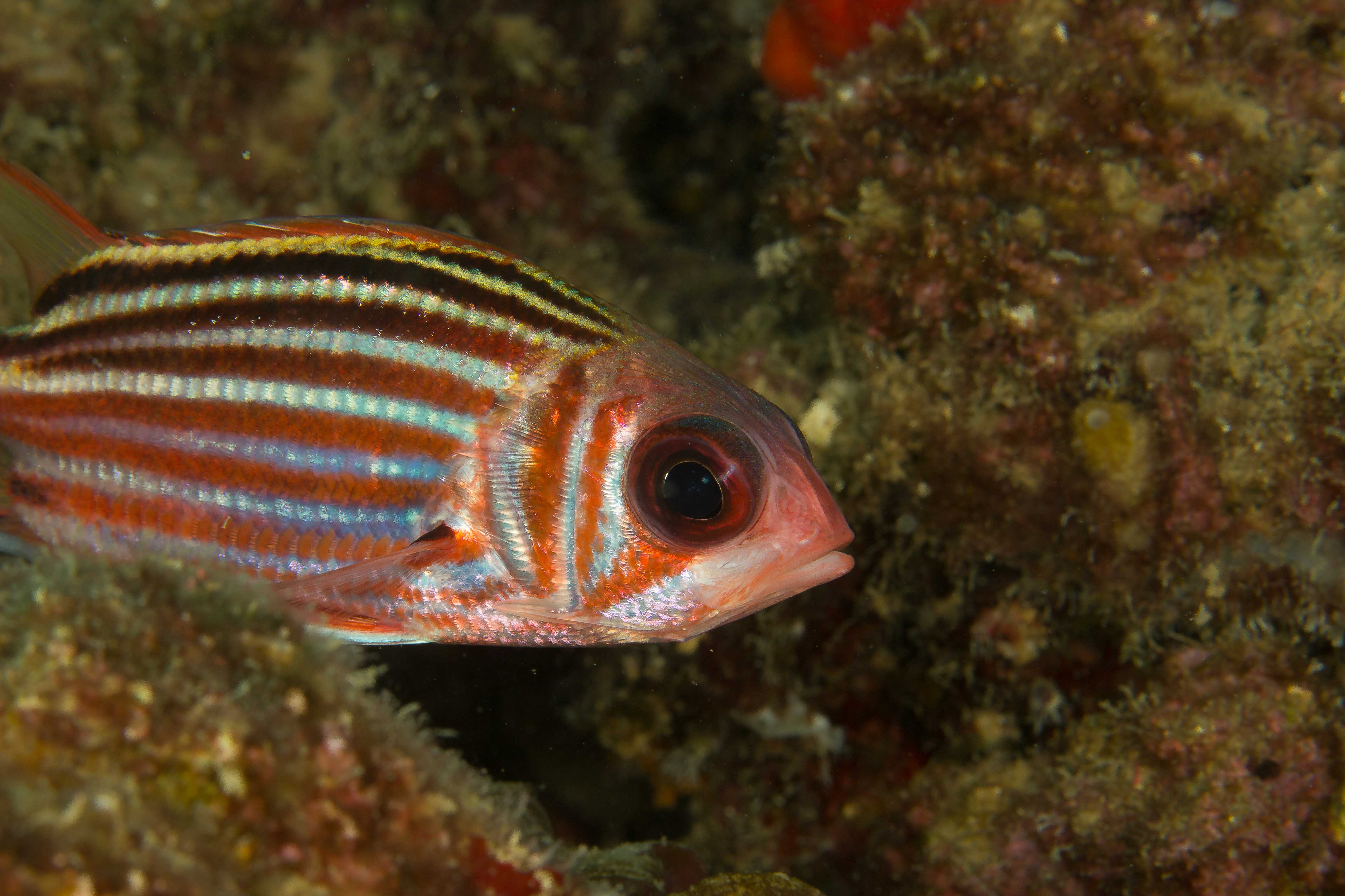 SARGOCENTRON RUBRUM