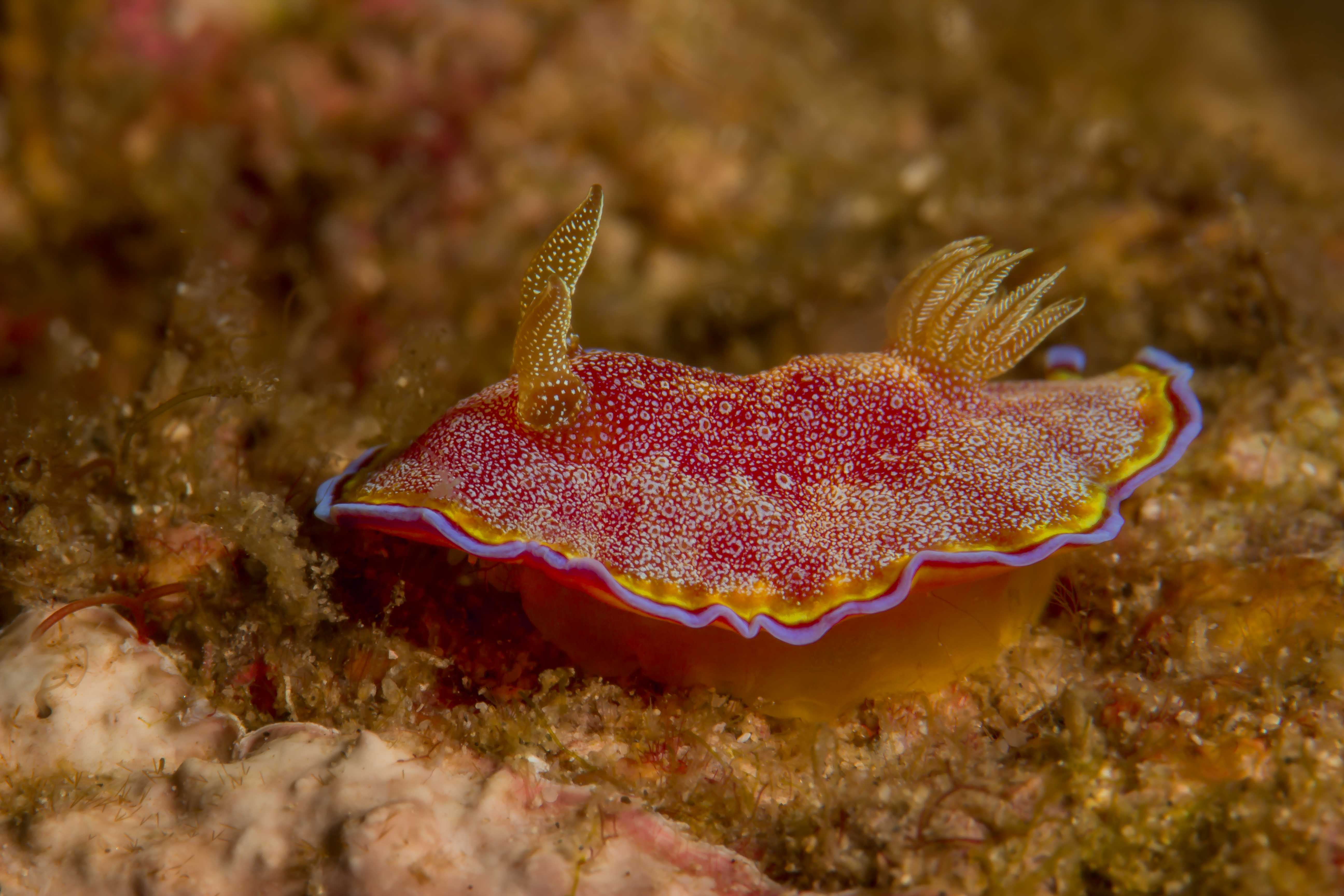 GONIOBRANCHUS ALBOPUNCTATUS