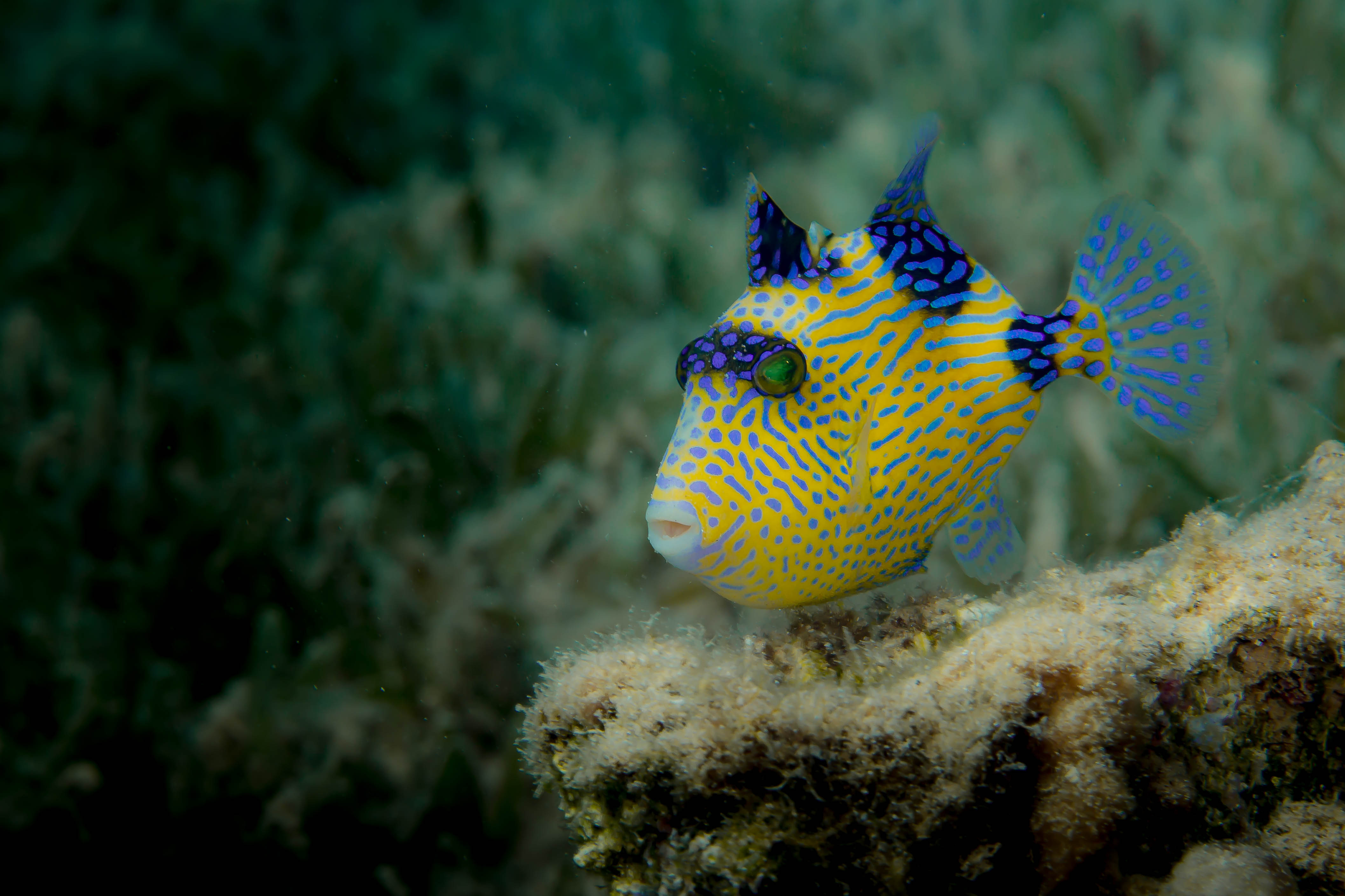 PSEUDOBALISTES FUSCUS