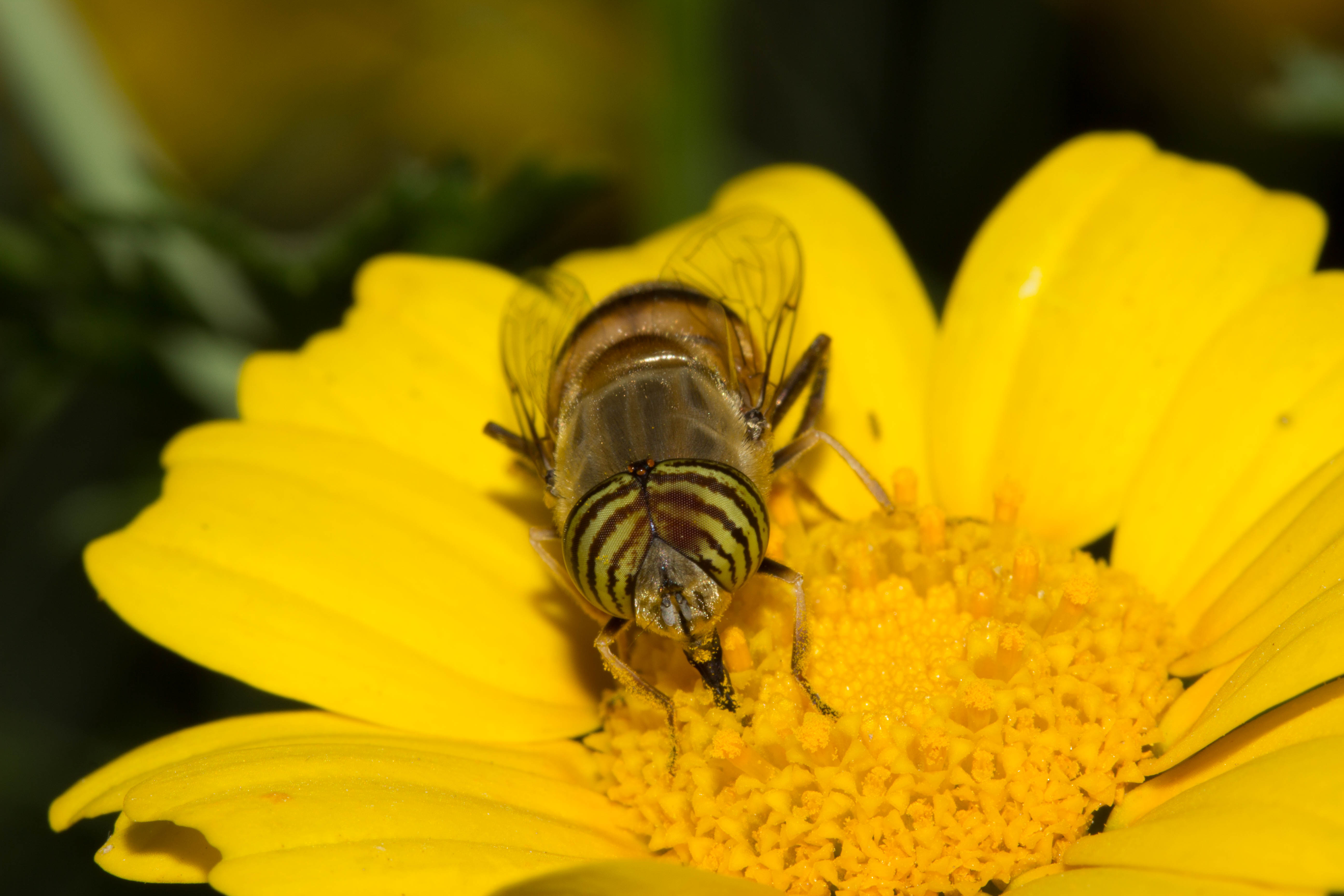 DIPTERA SYRPHIDAE ERISTALES TAENIOPS ♂