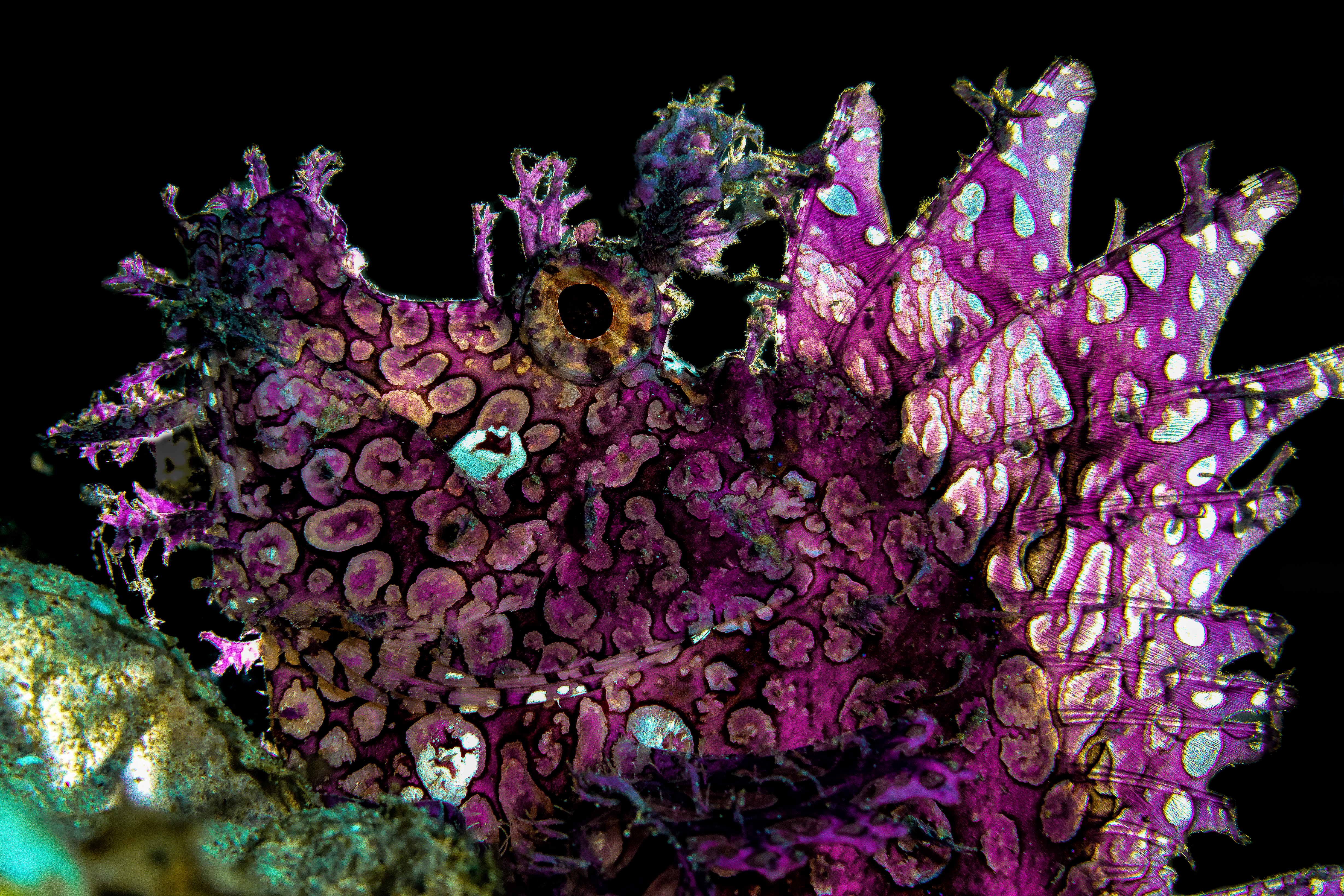 RHINOPIAS FRONDOSA