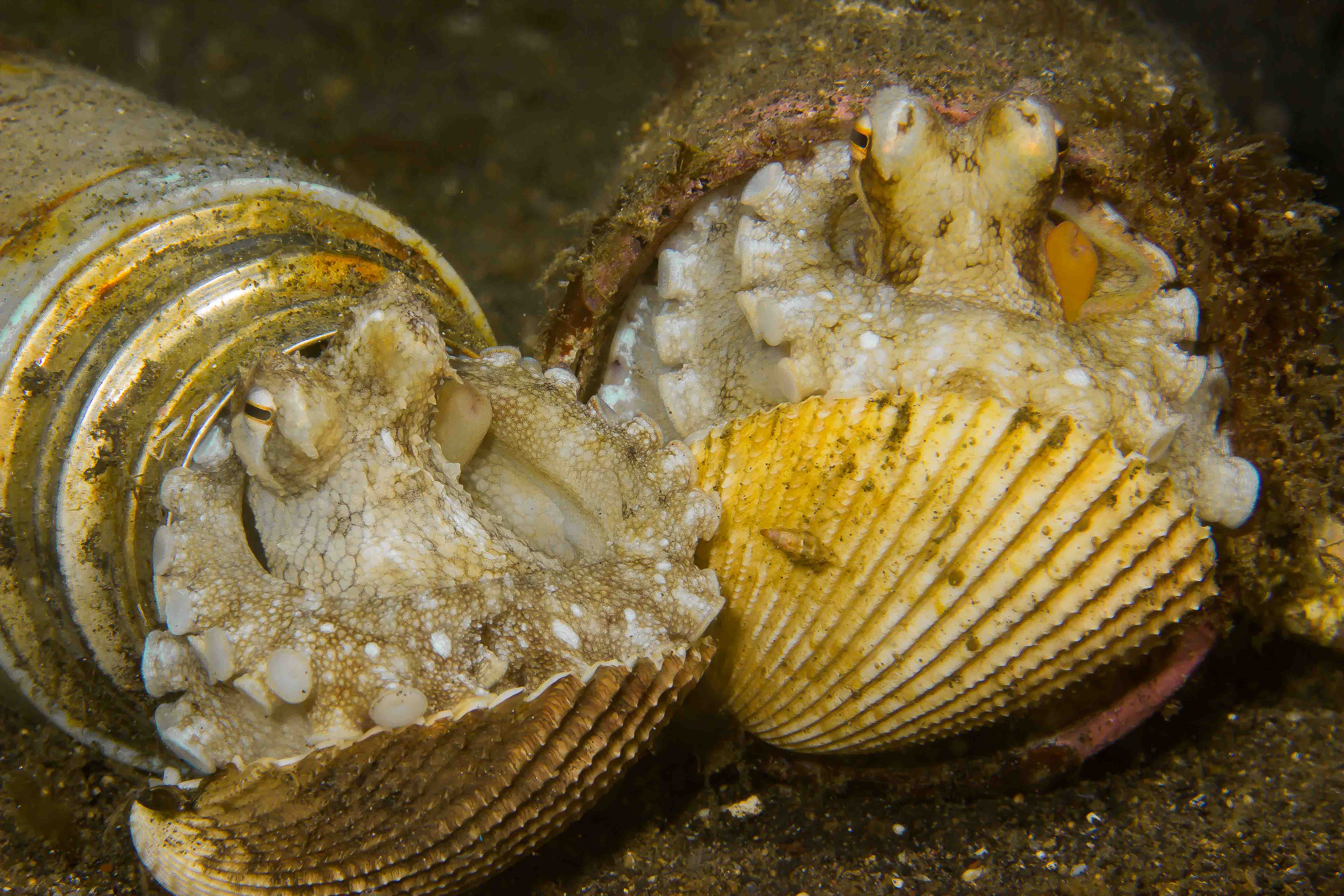 AMPHIOCTOPUS MARGINATUS