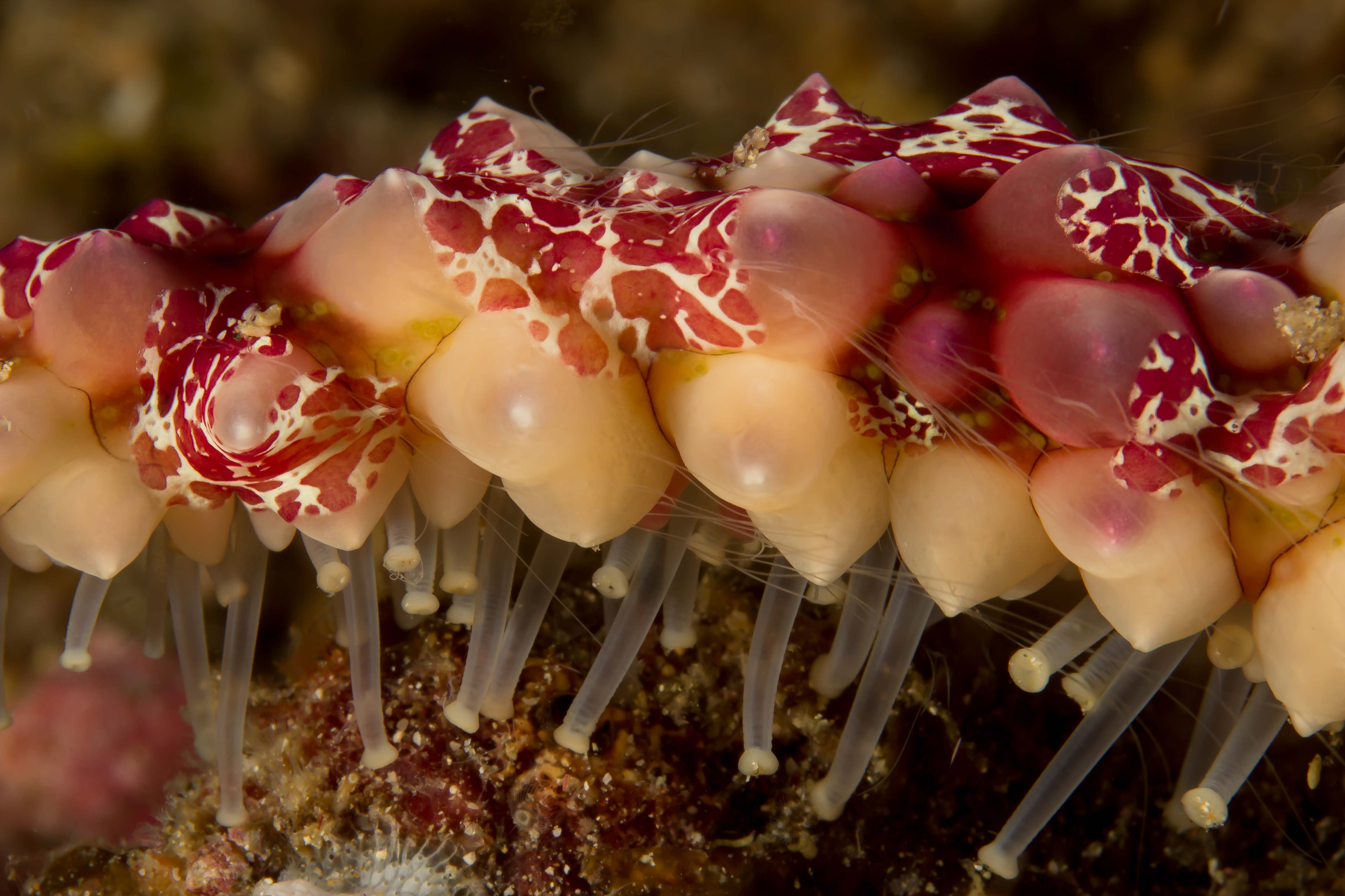 COELOPLANA ASTERICOLA