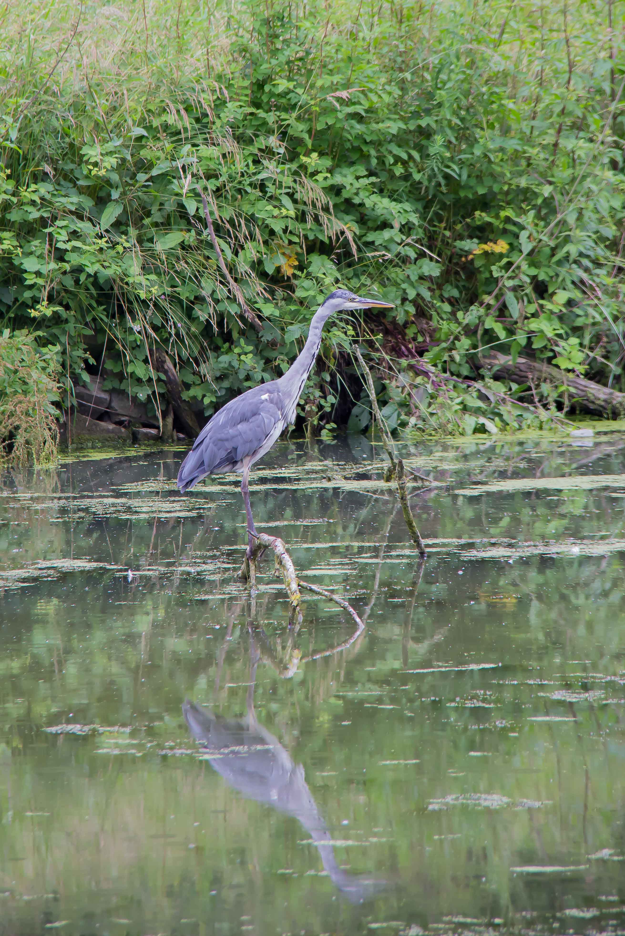 ARDEA CINEREA