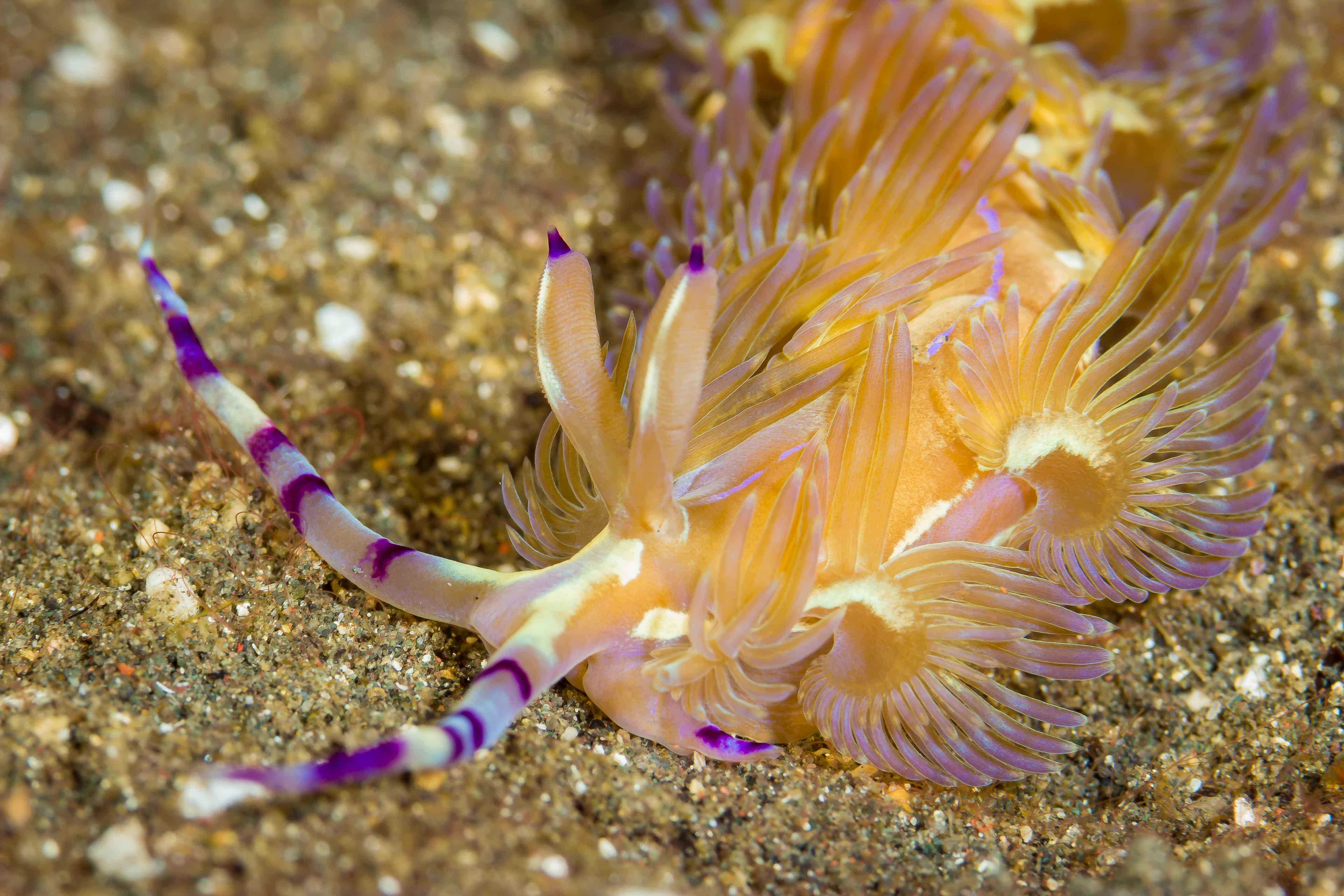 PTERAEOLIDIA SEMPERI COMPLEX