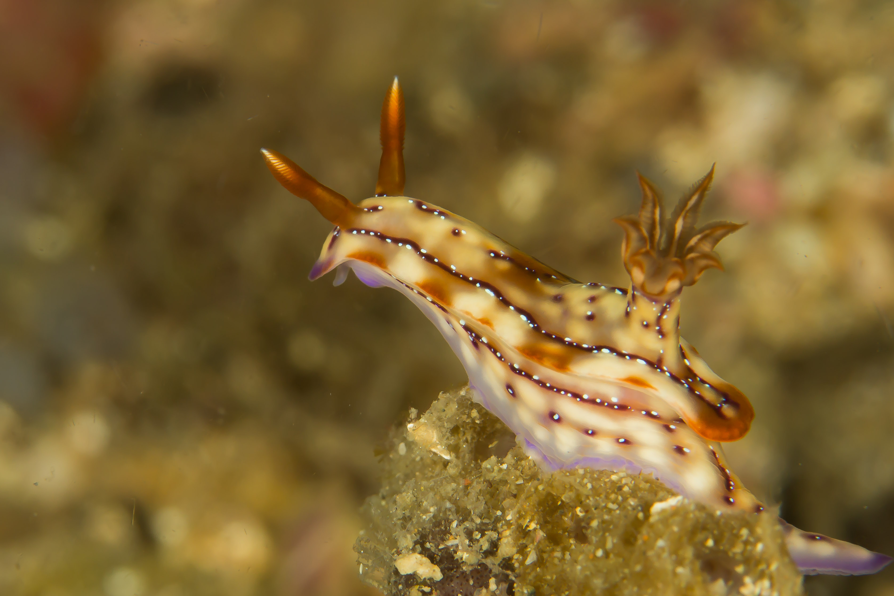HYPSELODORIS KRAKATOA