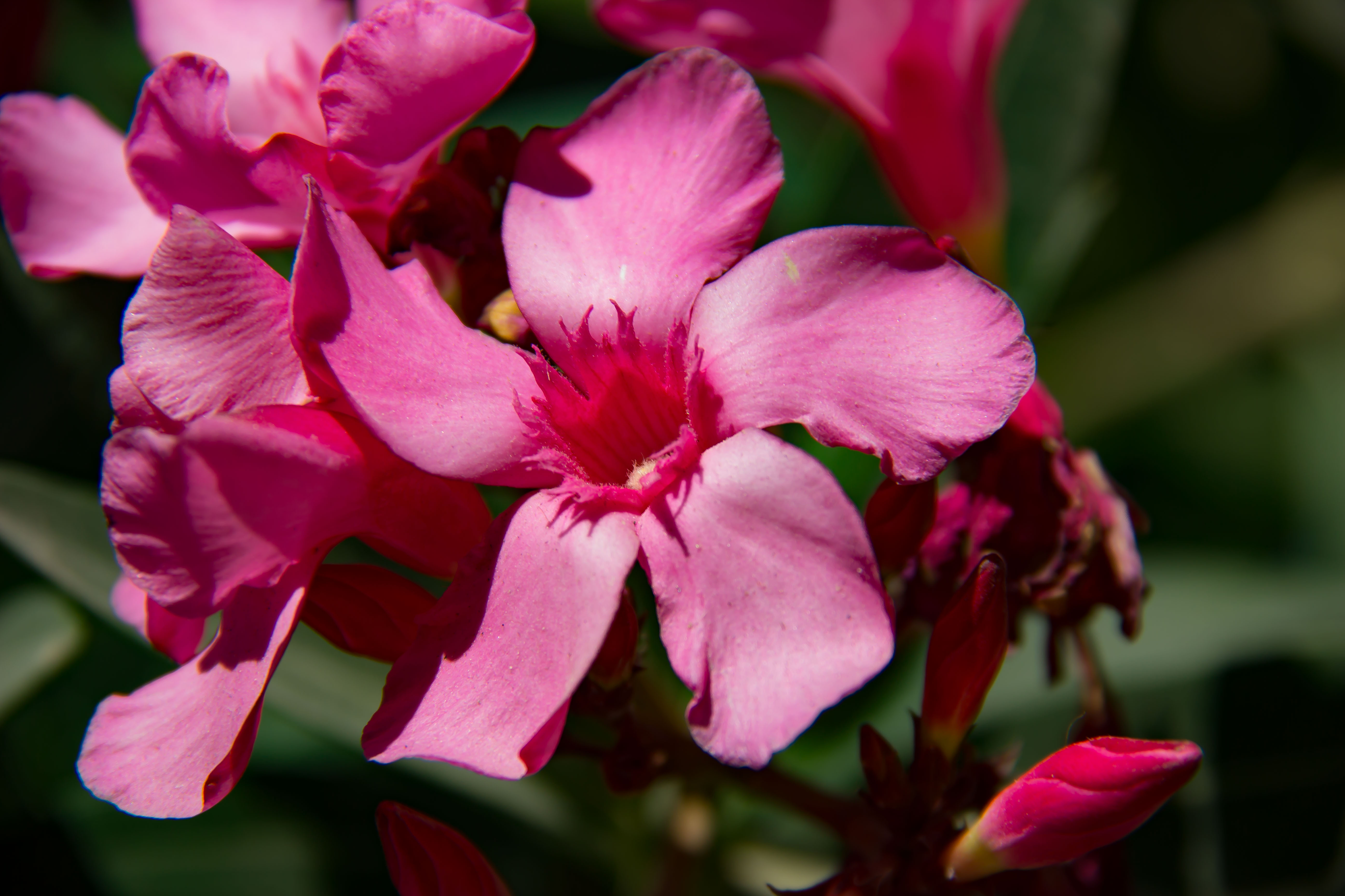 NERIUM OLEANDER