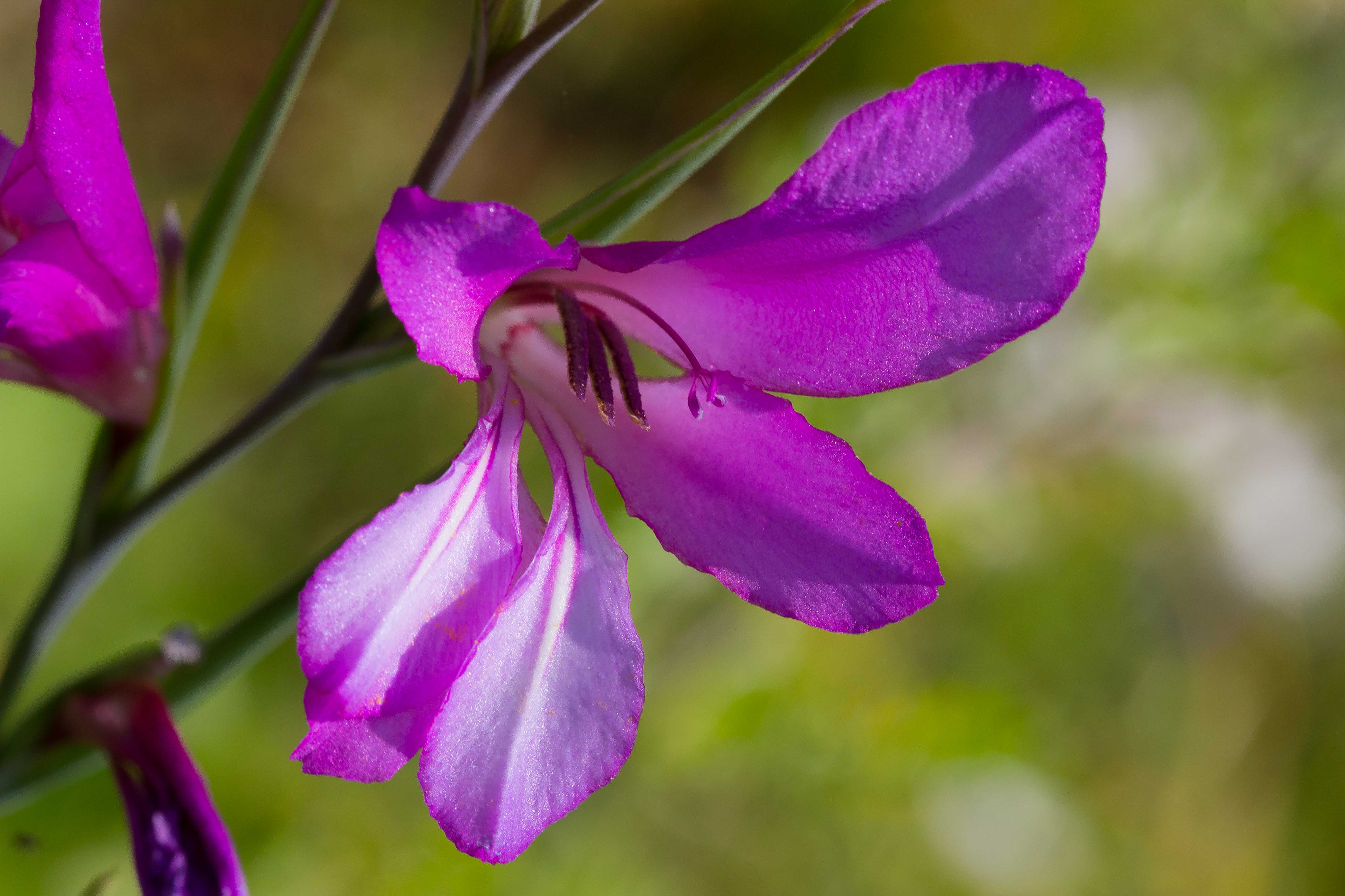 GLADIOLUS ITALICUS