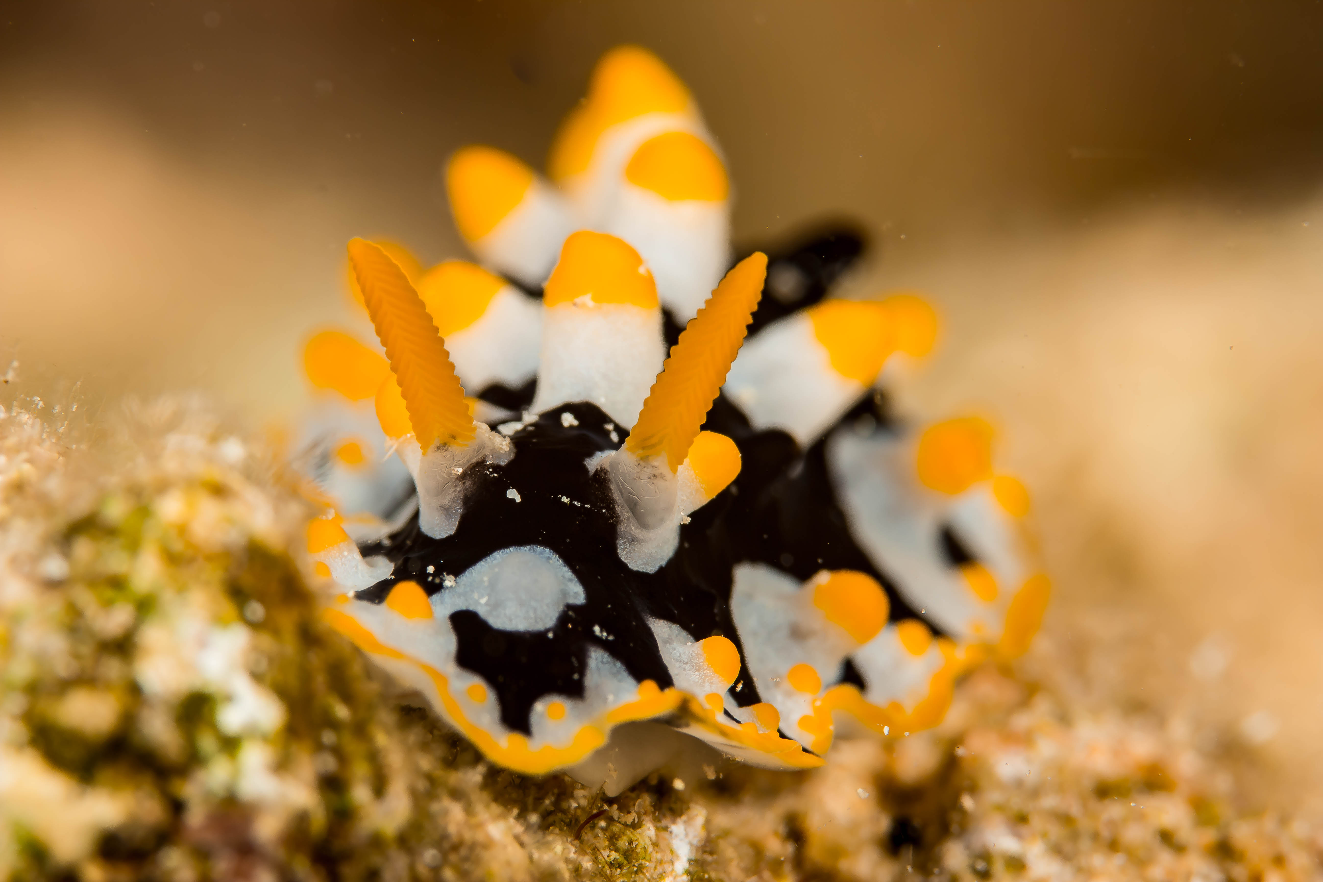 PHYLLIDIA RUEPPELII
