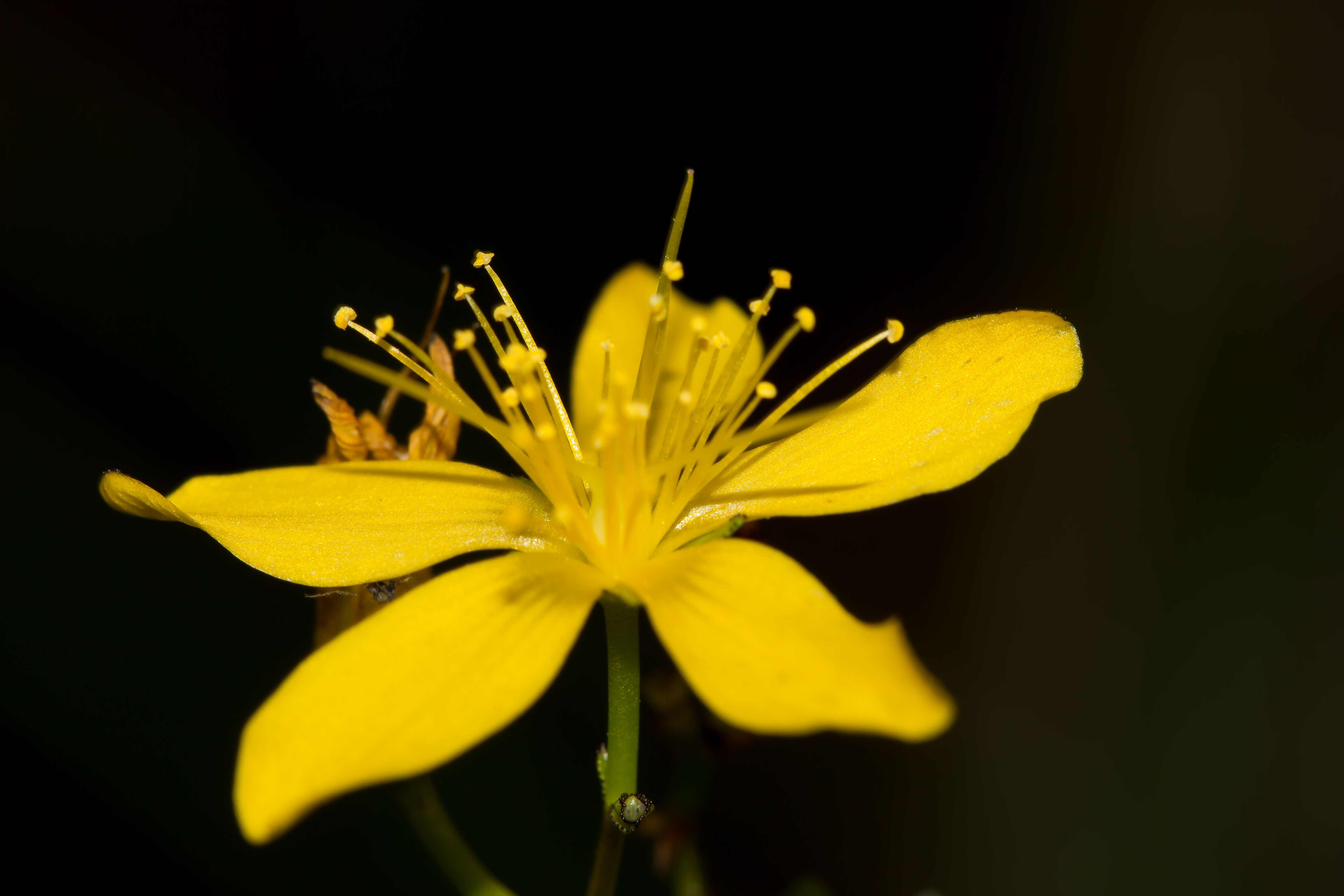 YELLOW ON BLACK