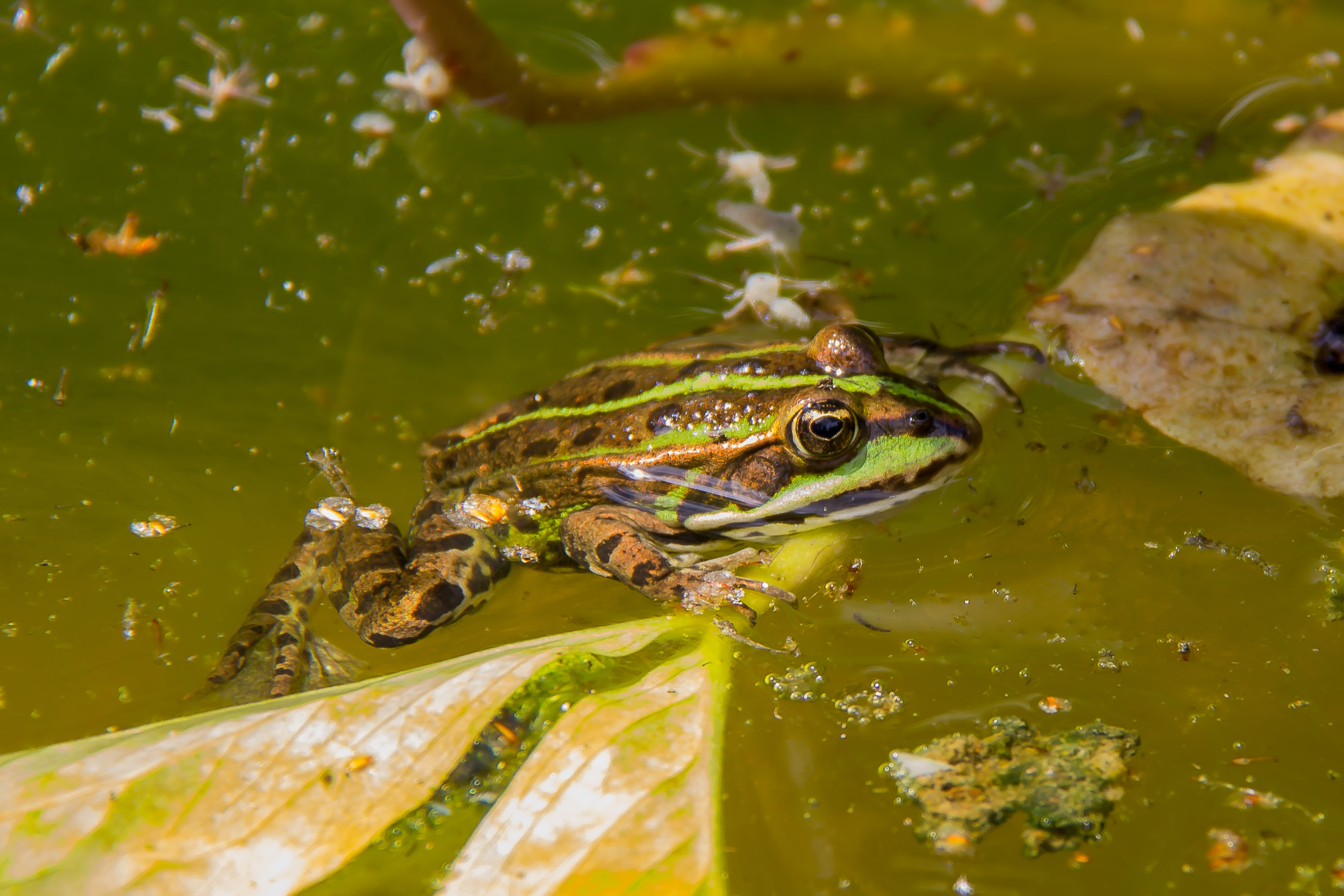 PELOPHYLAX RIDIBUNDUS