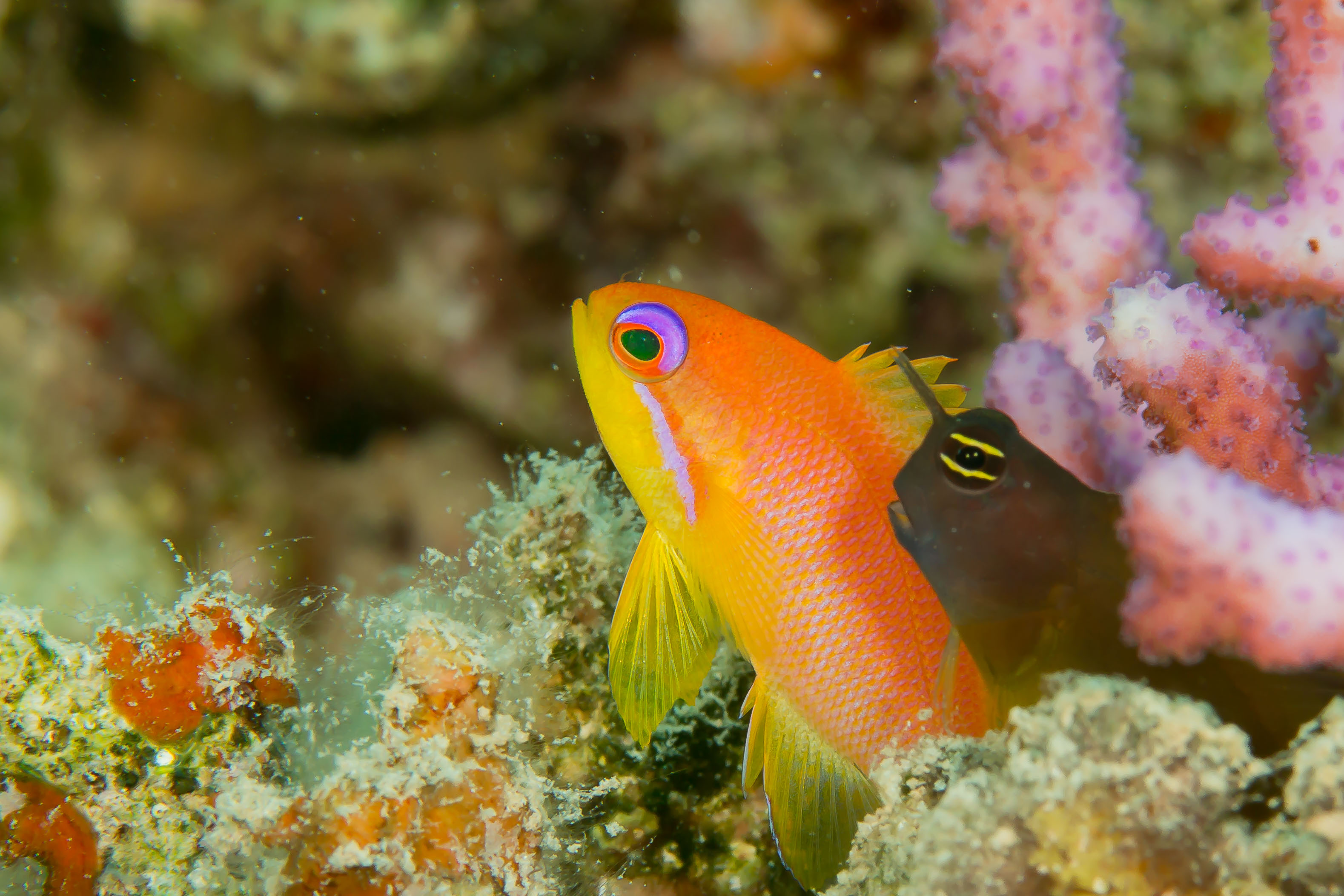 PSEUDANTHIAS SQUAMIPINNIS