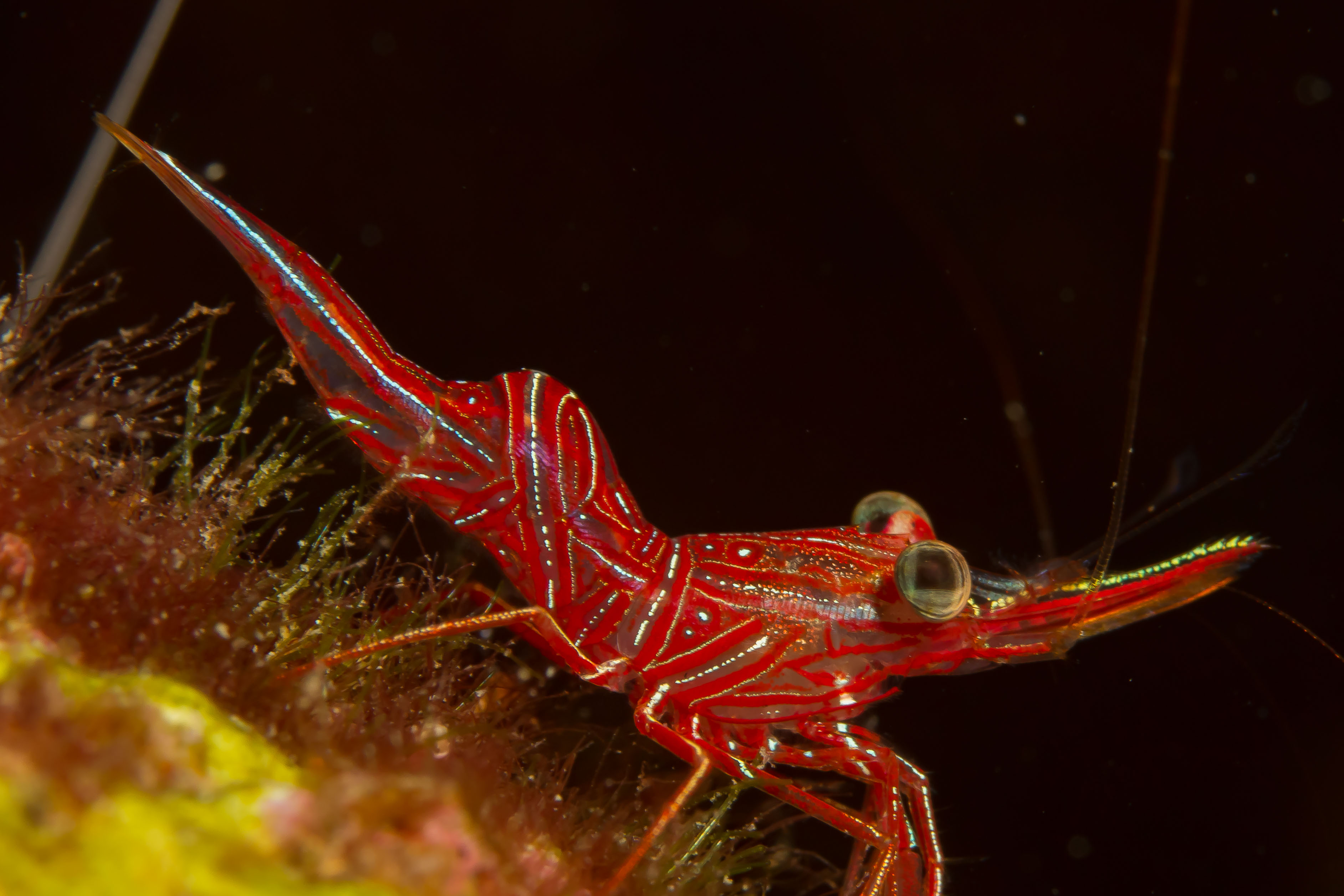RHYNCHOCINETES DURBANENSIS