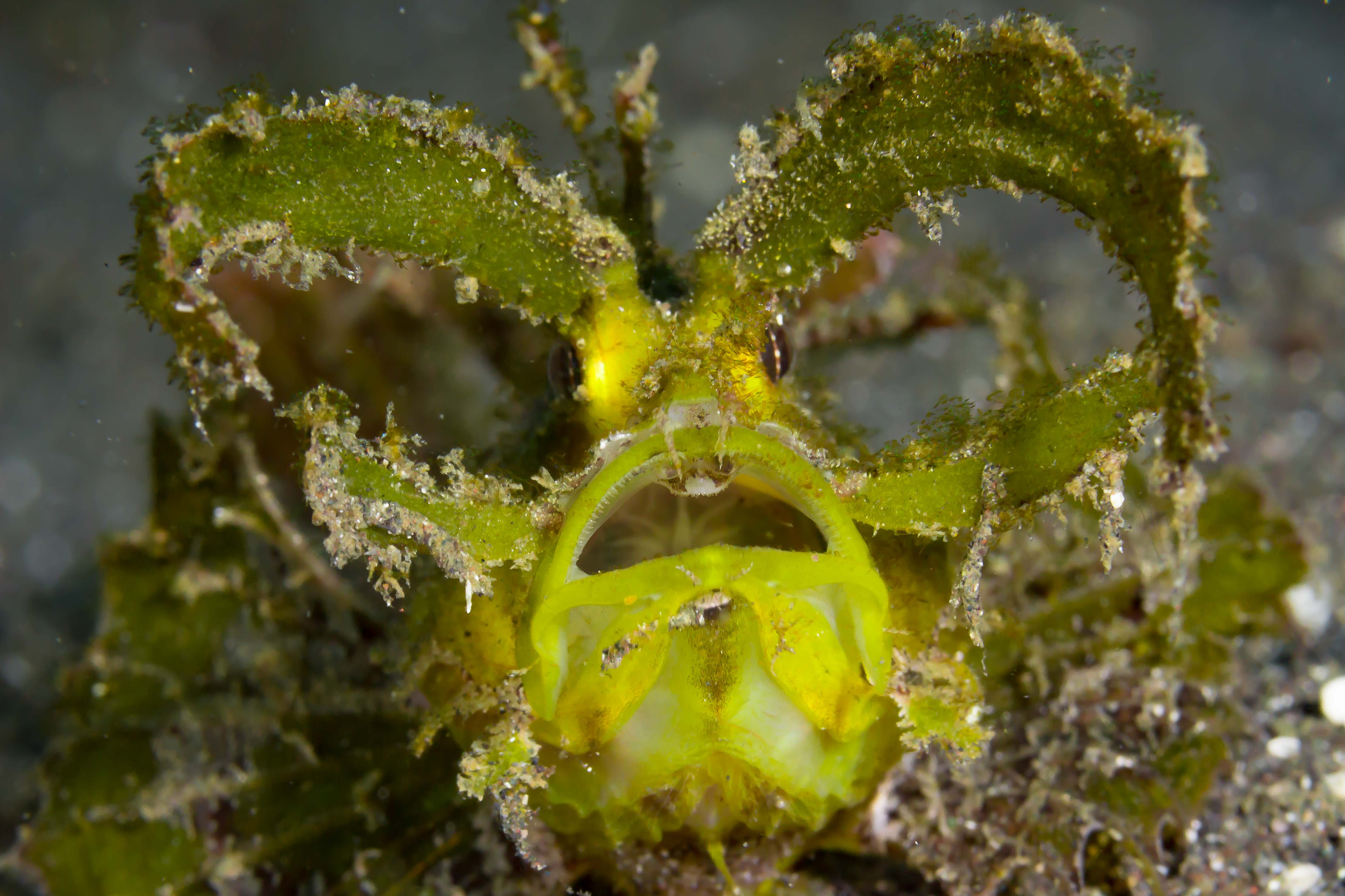 PTEROIDICHTHYS AMBOINENSIS