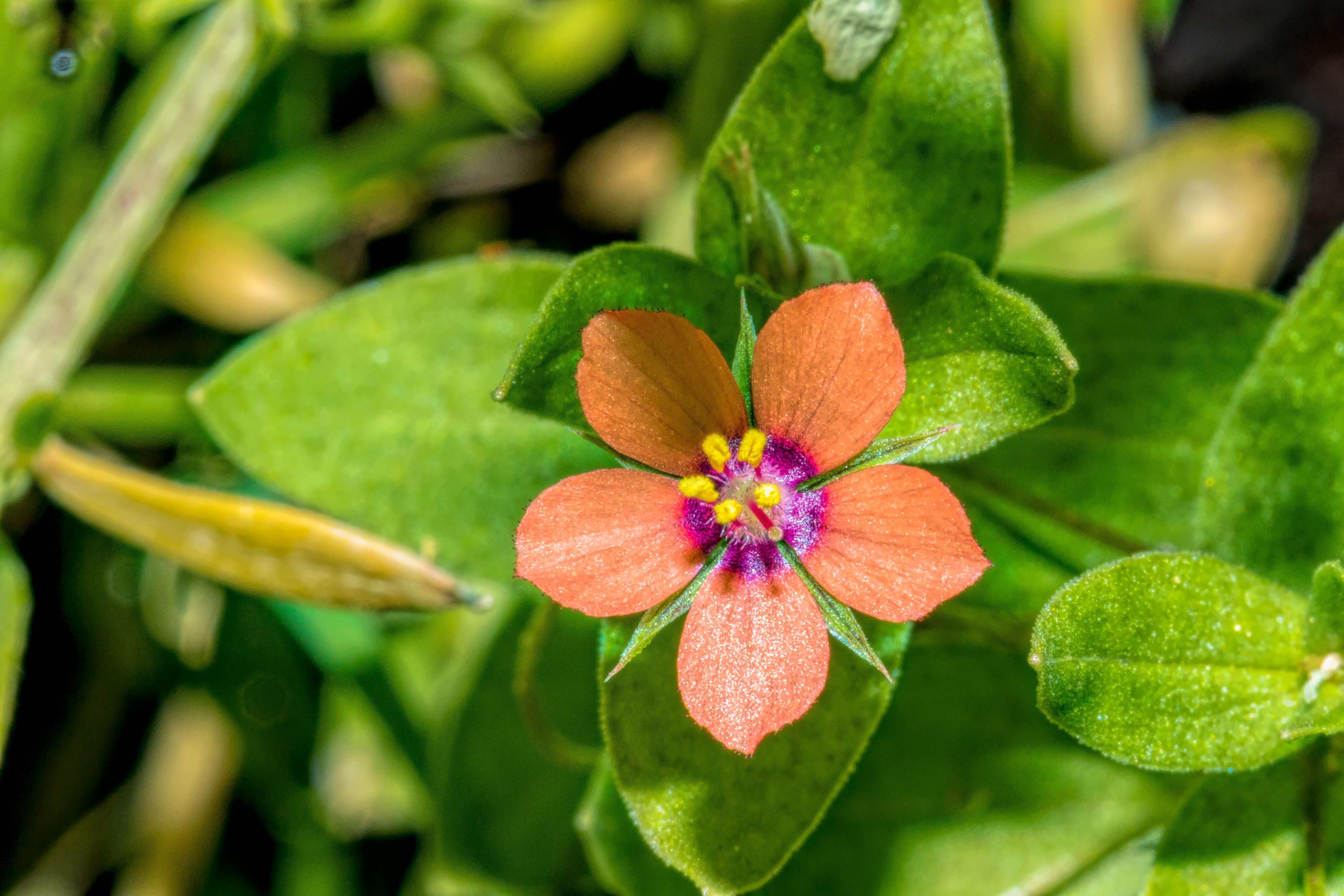 ANAGALLIS ARVENSIS