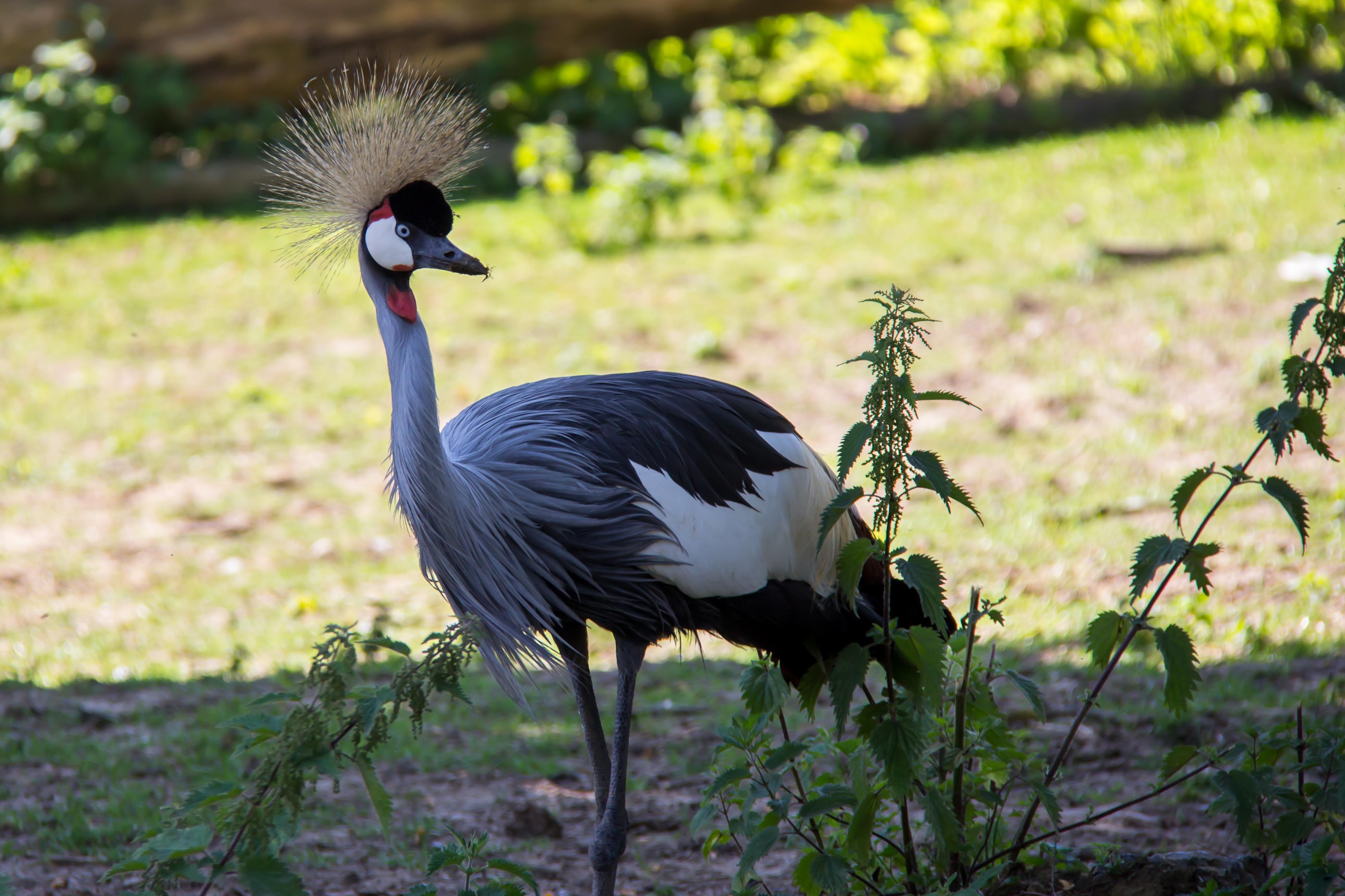 BALEARICA REGULORUM