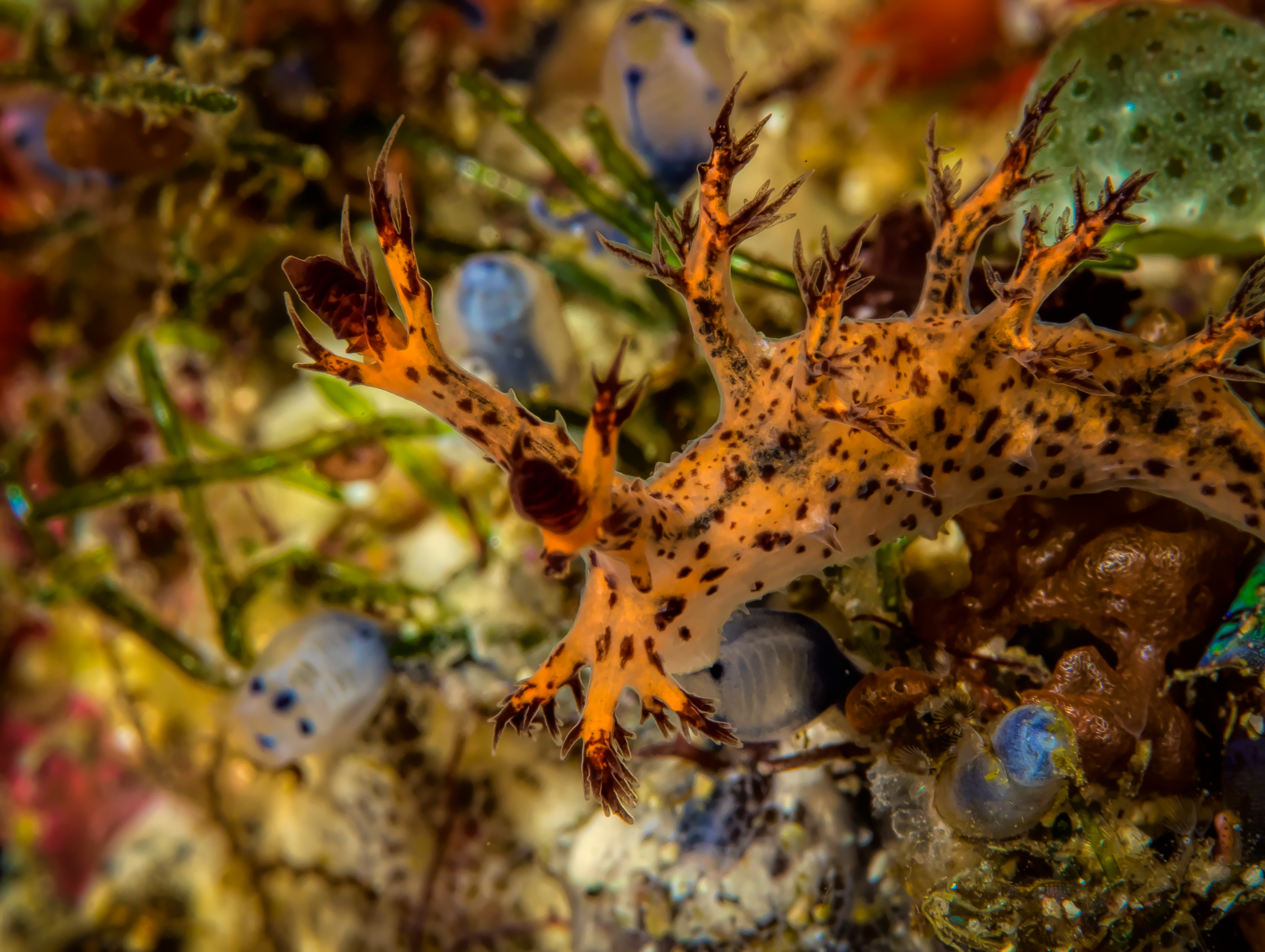 DENDRONOTUS REGIUS