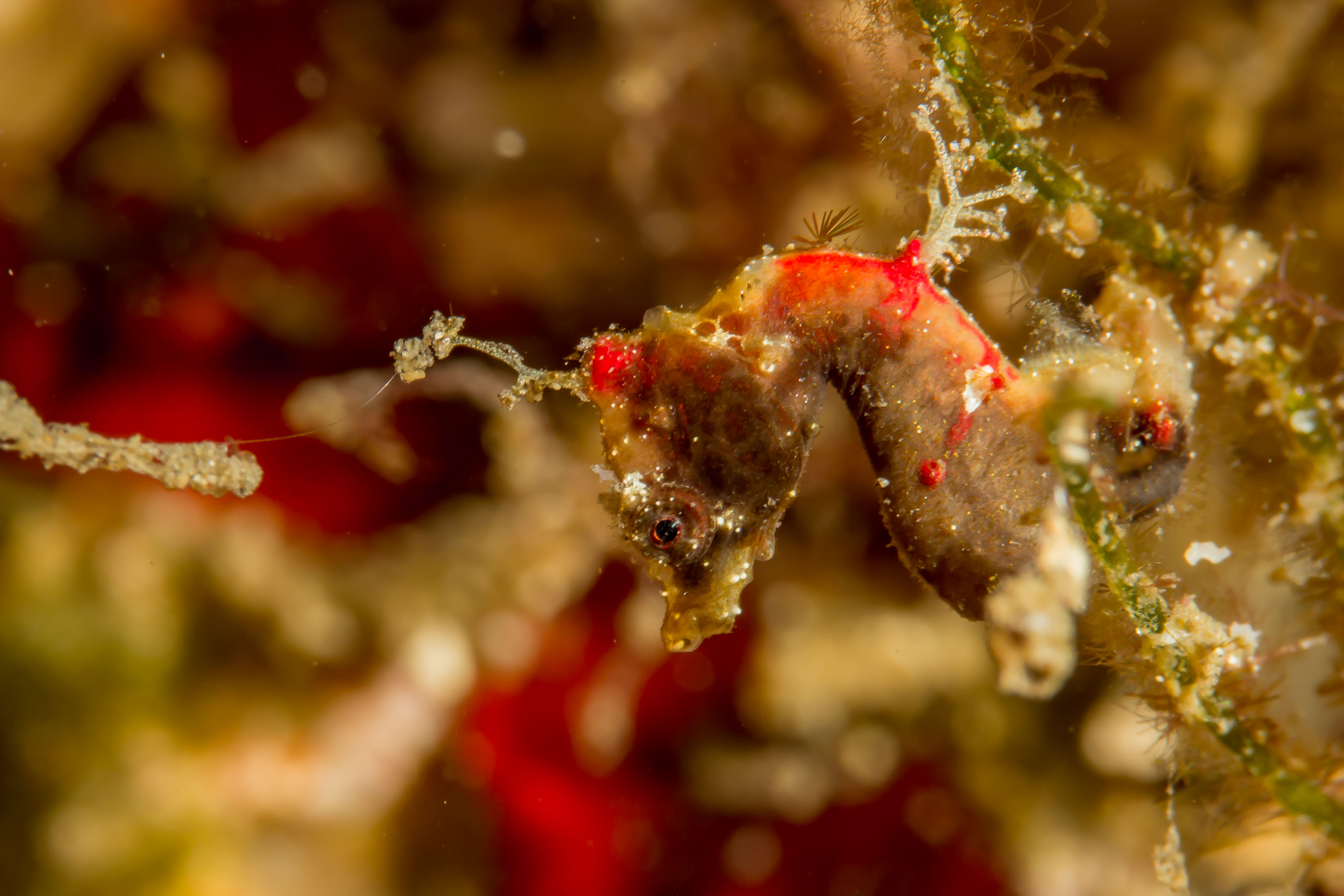 HIPPOCAMPUS PONTOHI