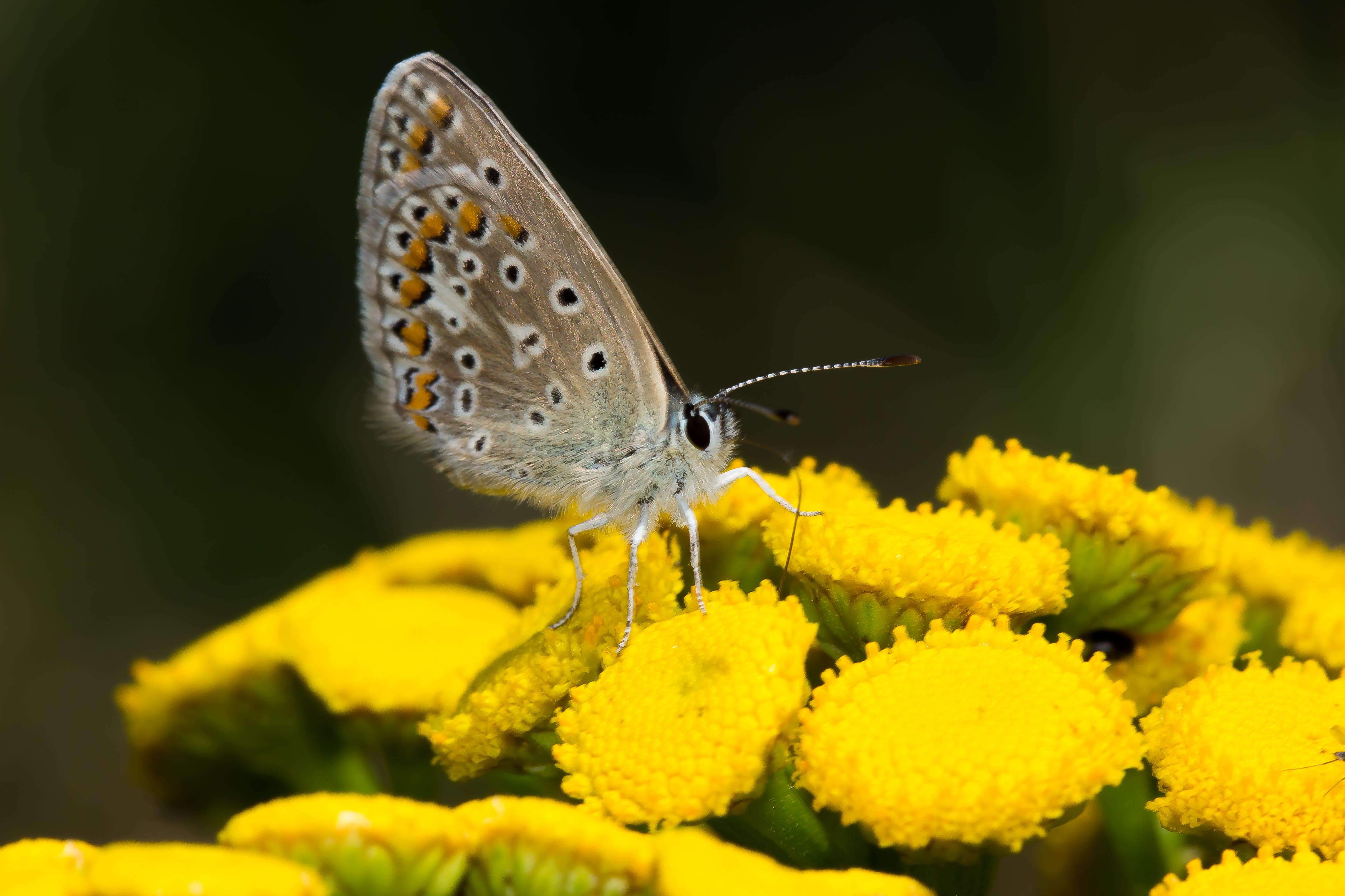 POLYOMMATUS ICARUS