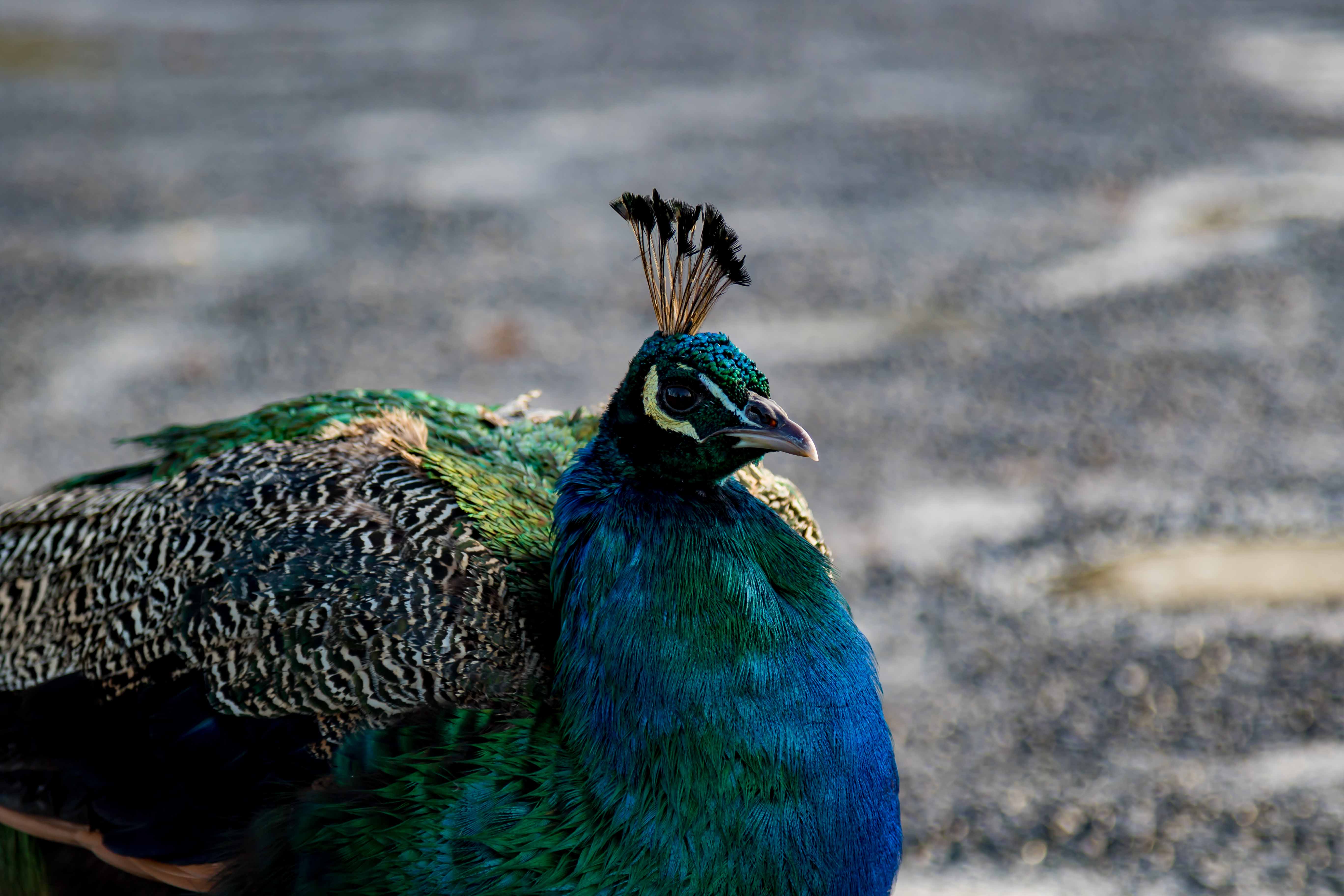 PAVO CRISTATUS