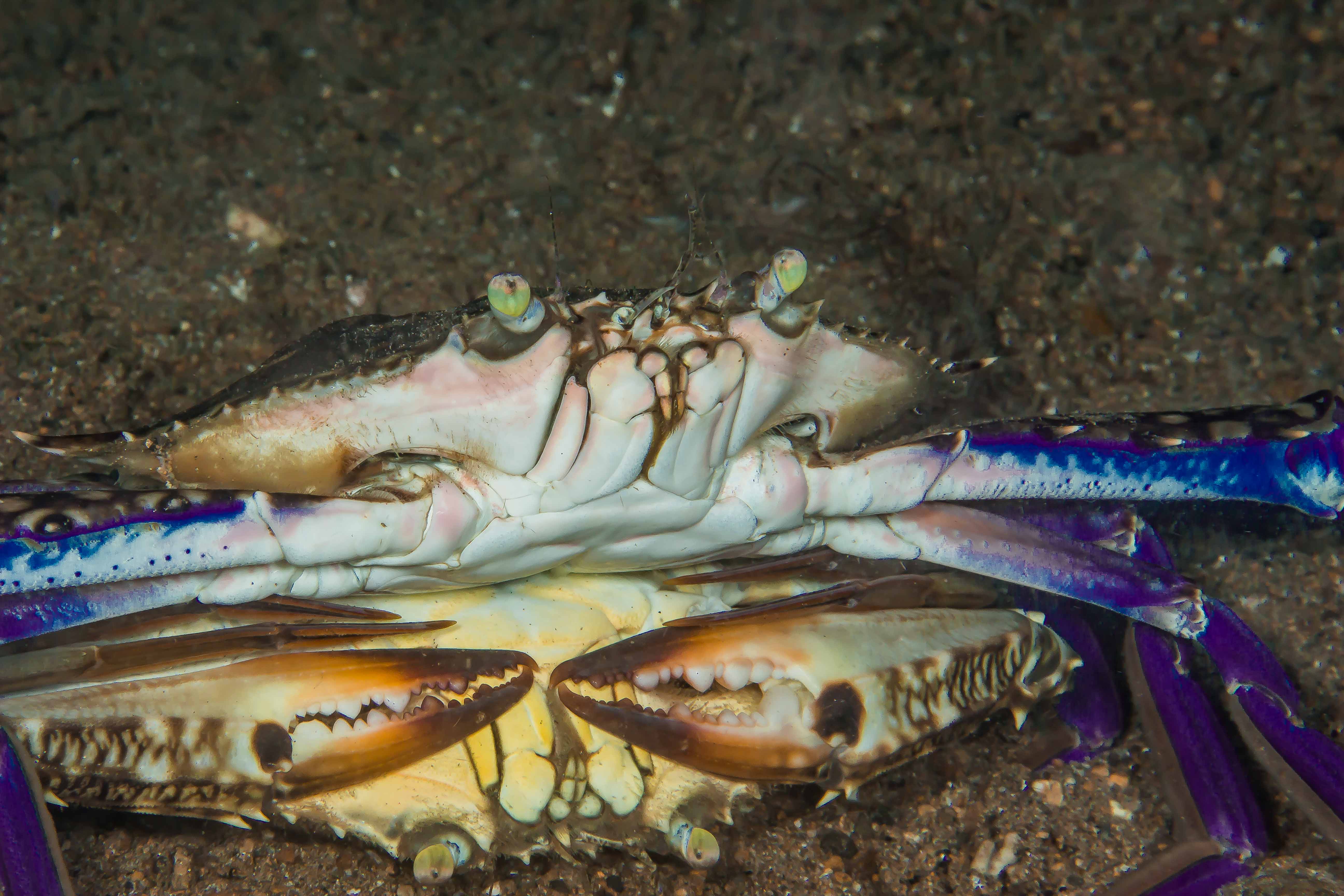 PORTUNUS PELAGICUS