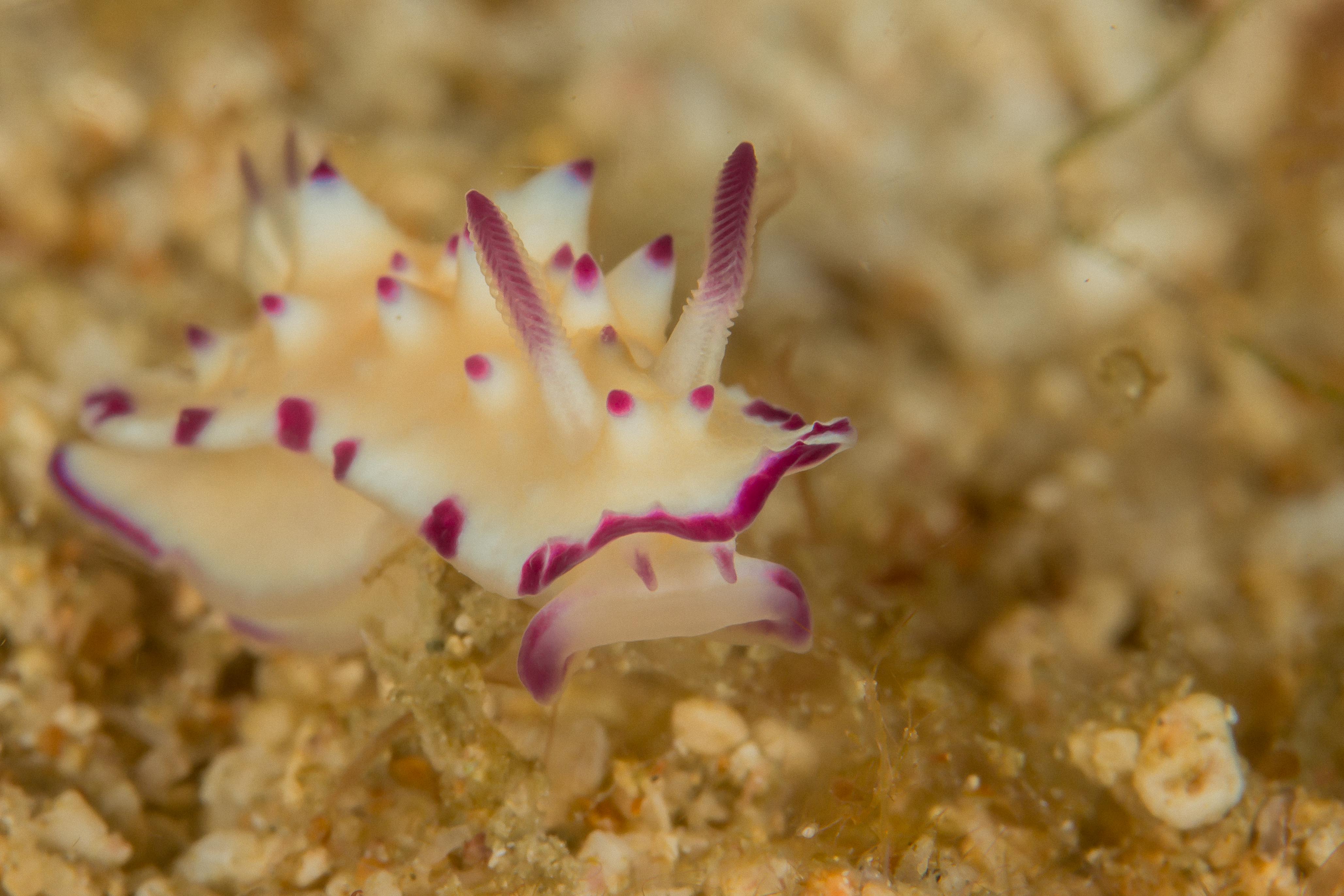 MEXICHROMIS MULTITUBERCULATA