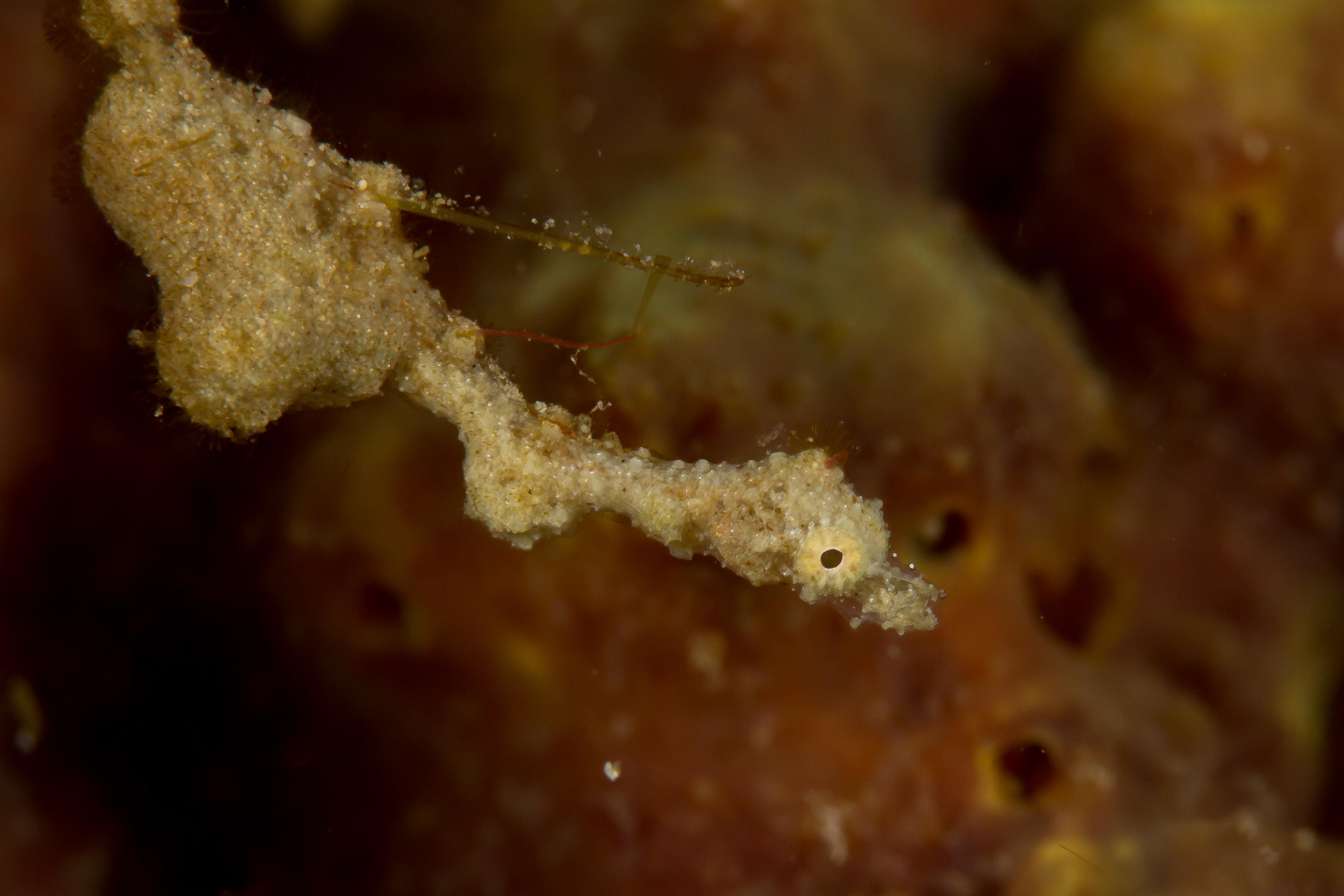 KYONEMICHTHYS RUMENGANI
