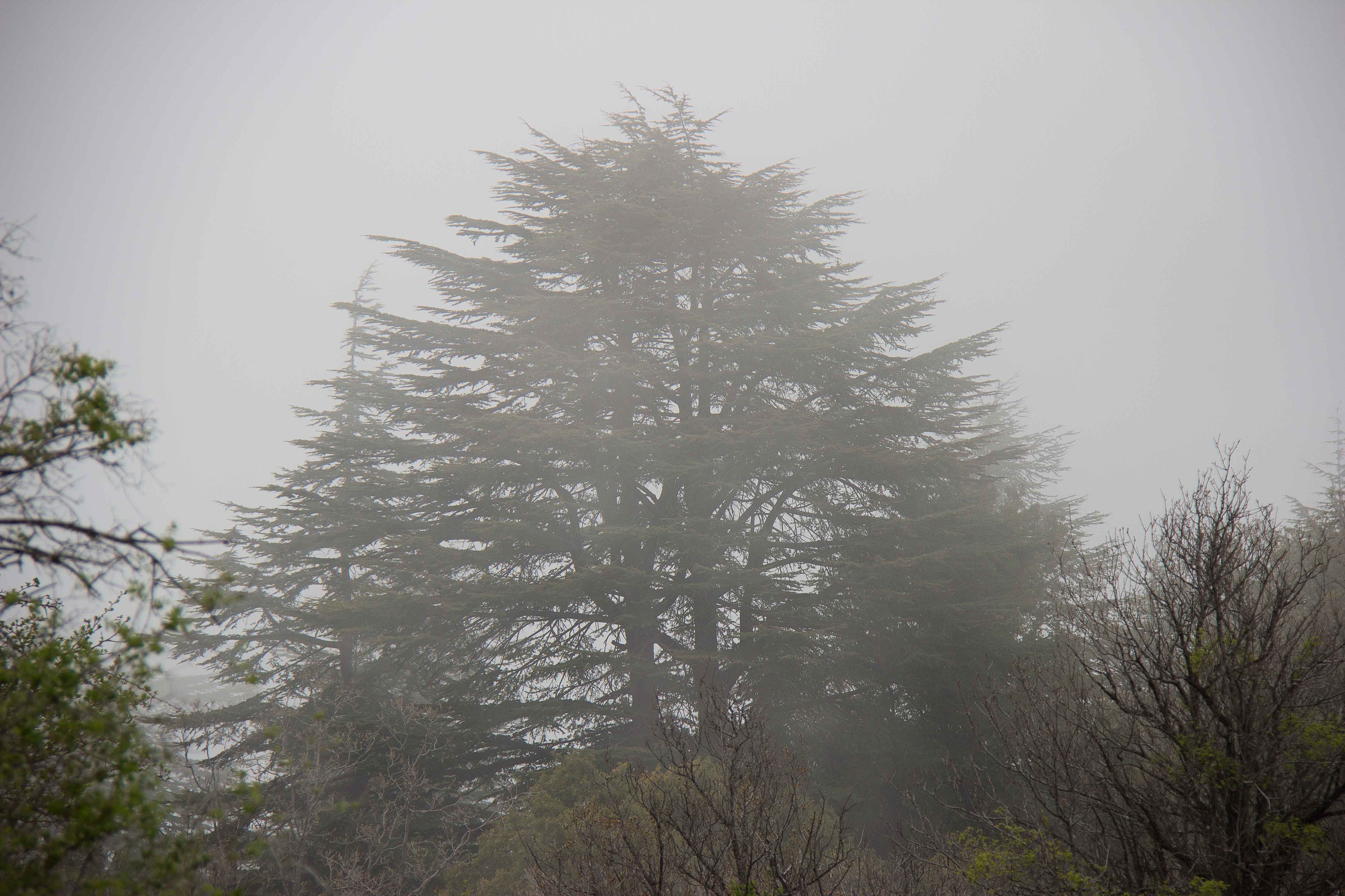 CEDAR EHDEN