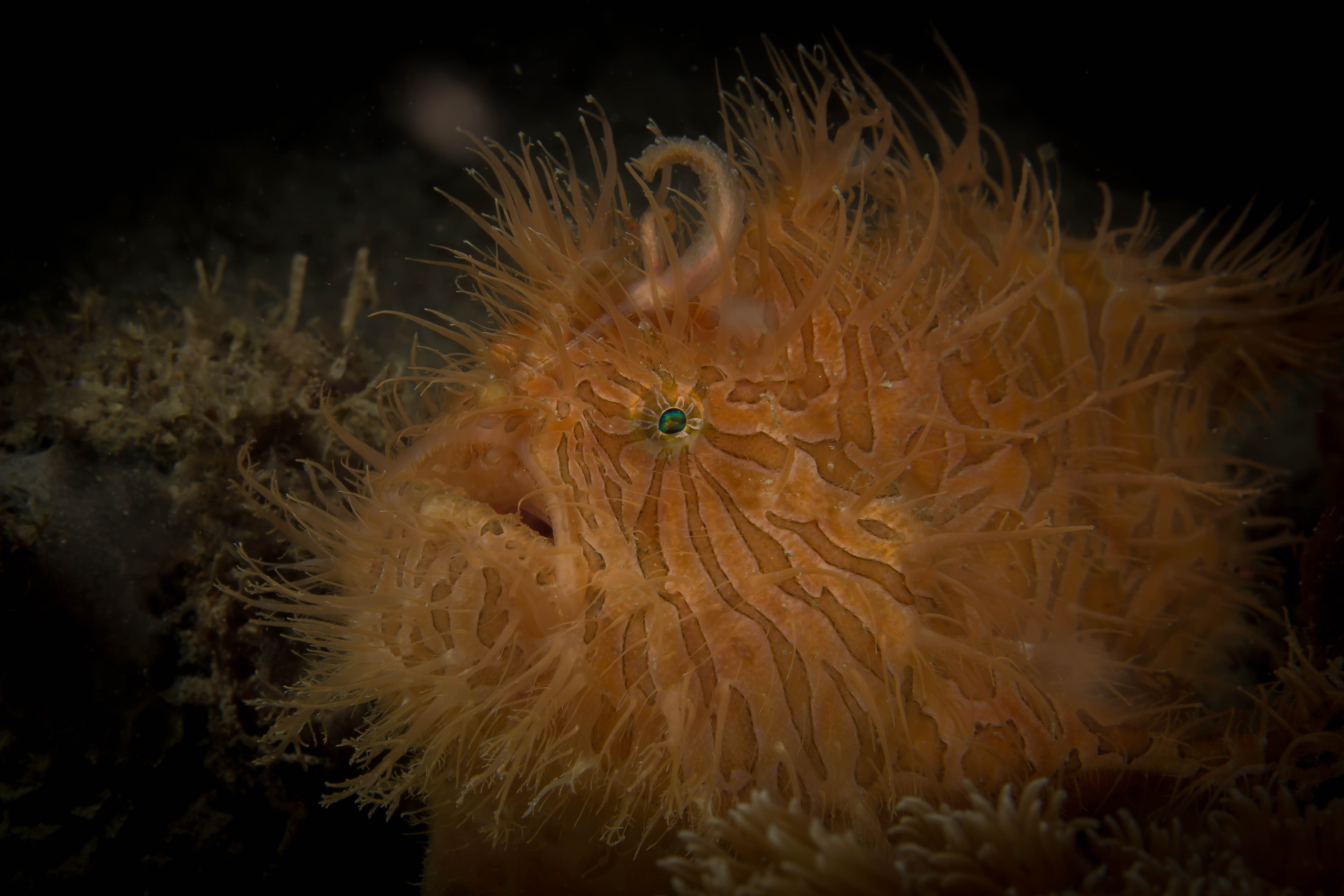 ANTENNARIUS STRIATUS