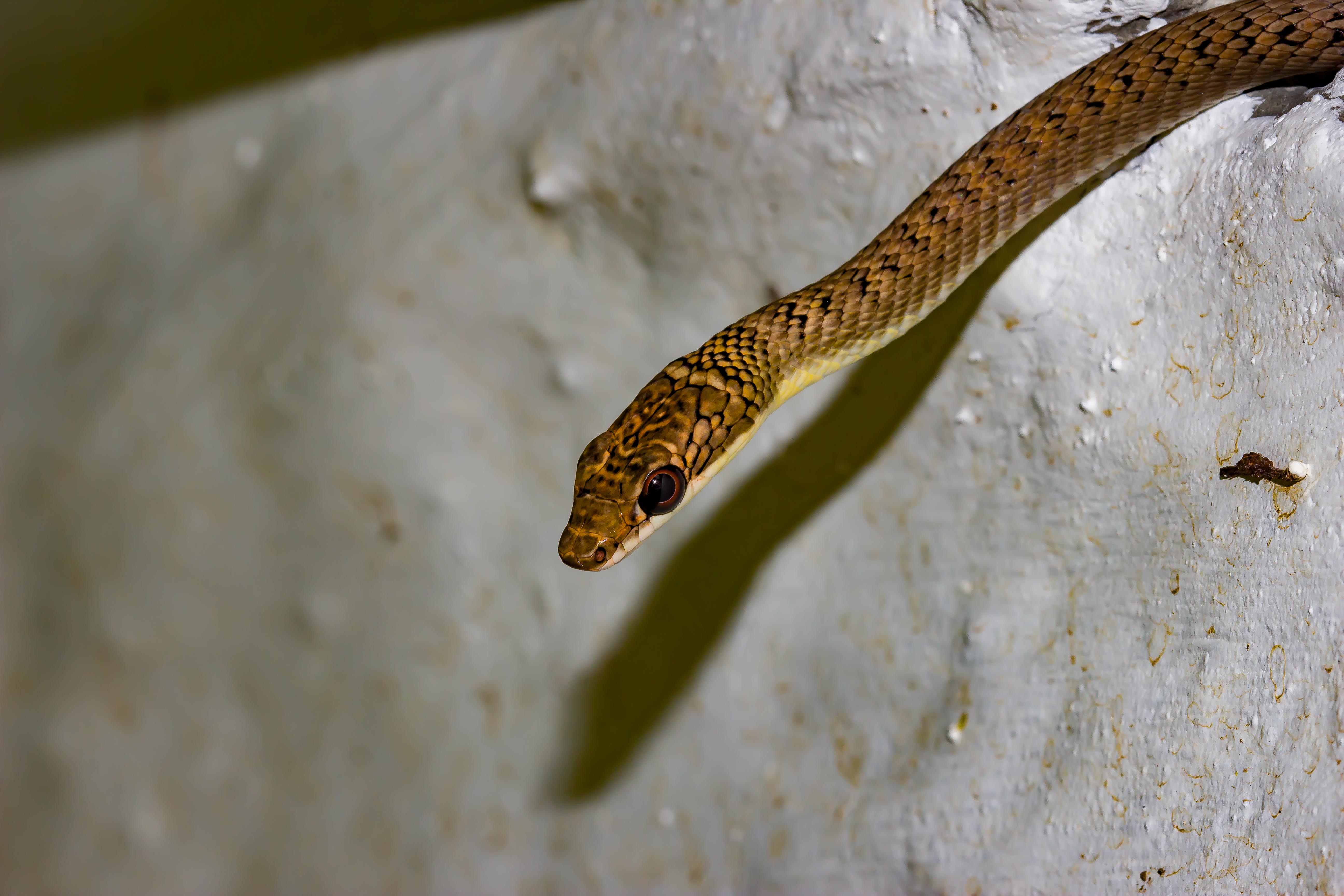 CHRYSOPELEA PARADISI CELEBENSIS
