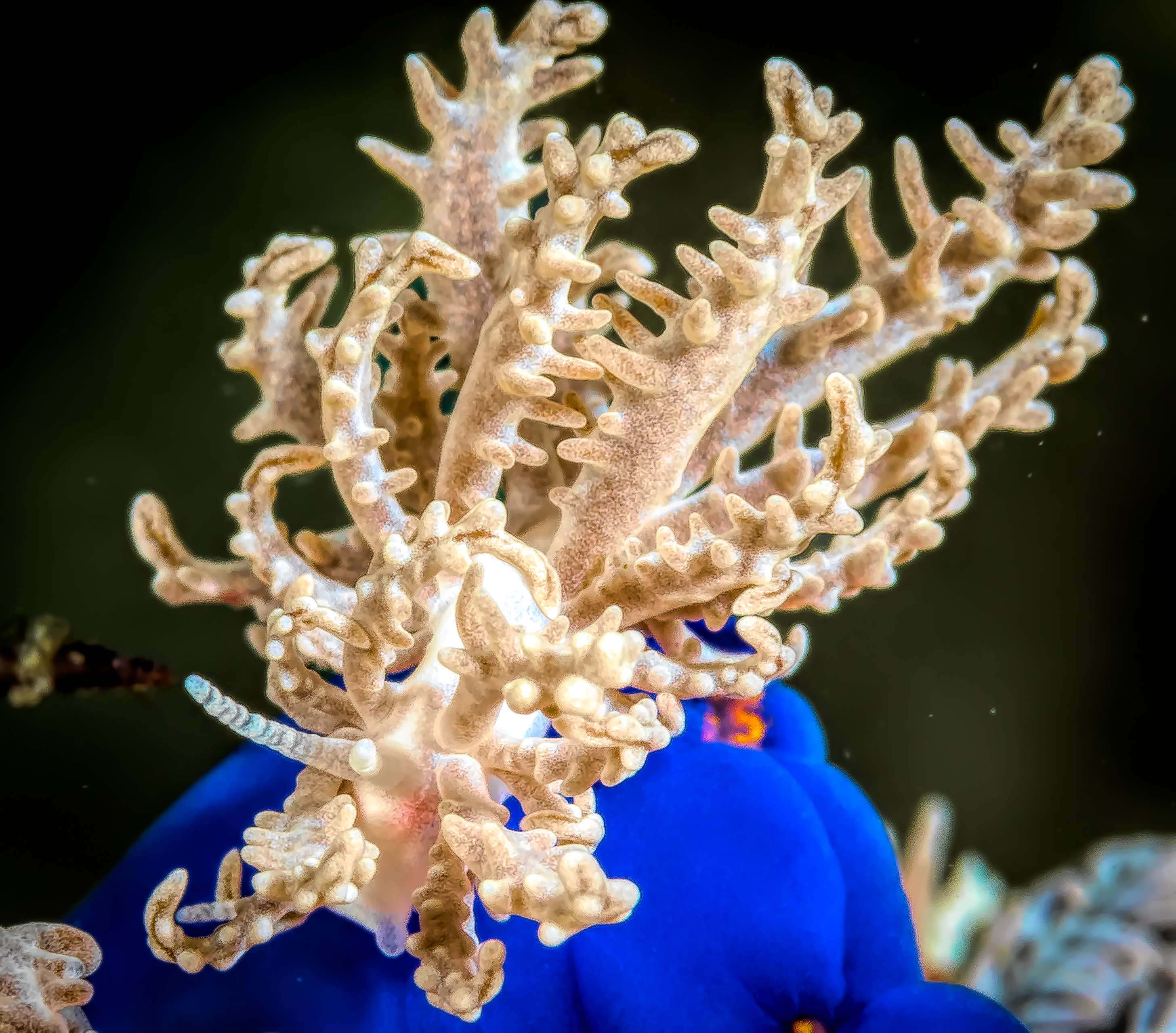 PHYLLODESMIUM PINNATUM